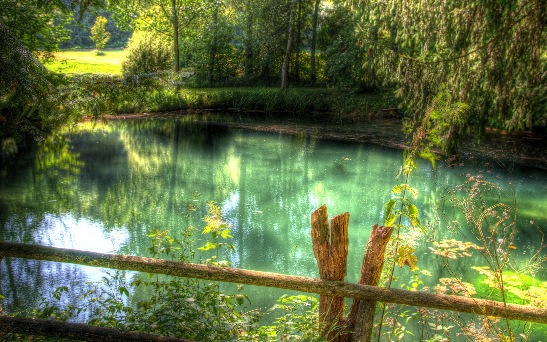 fiume foresta verde erba