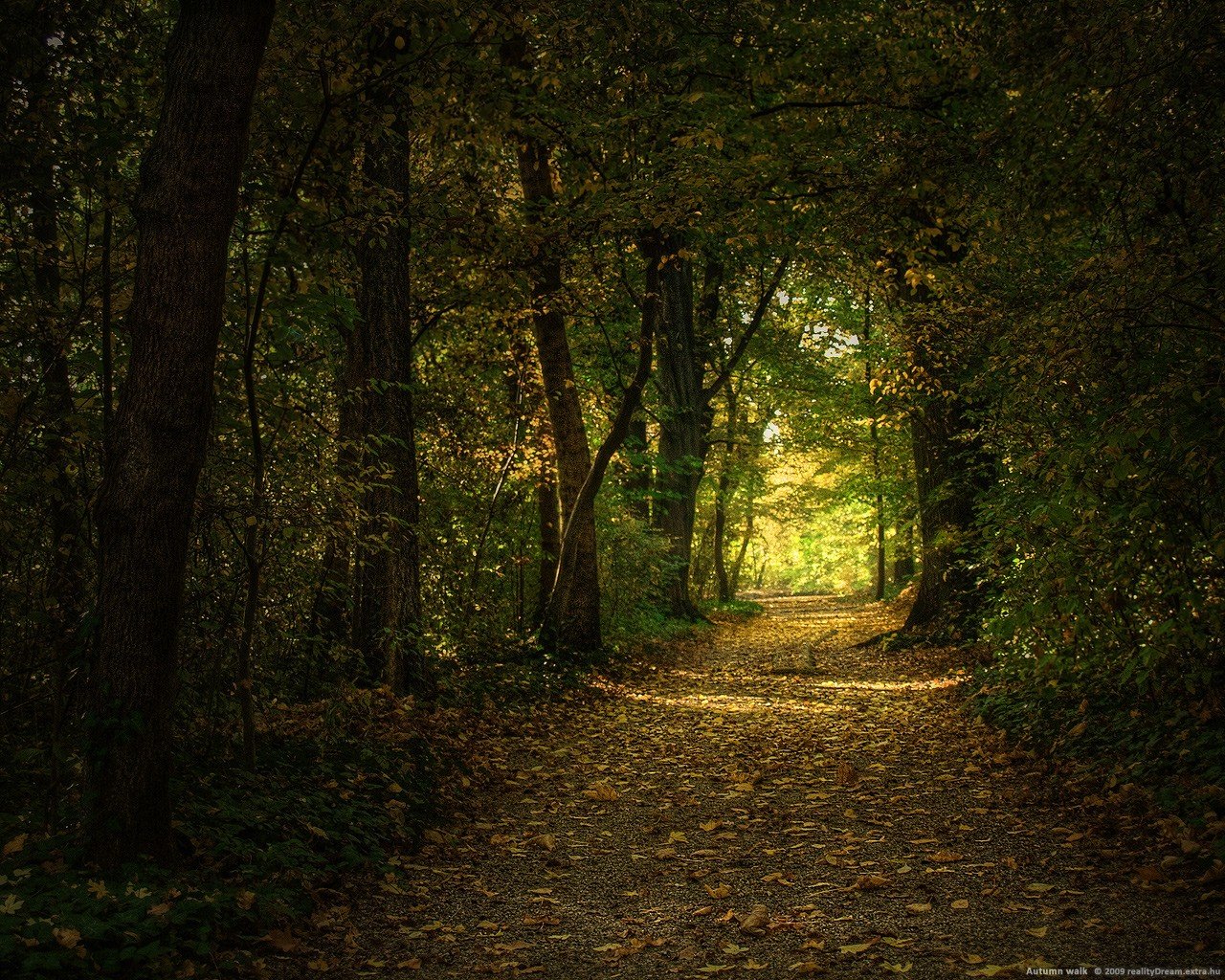 forêt sentier arbres feuilles