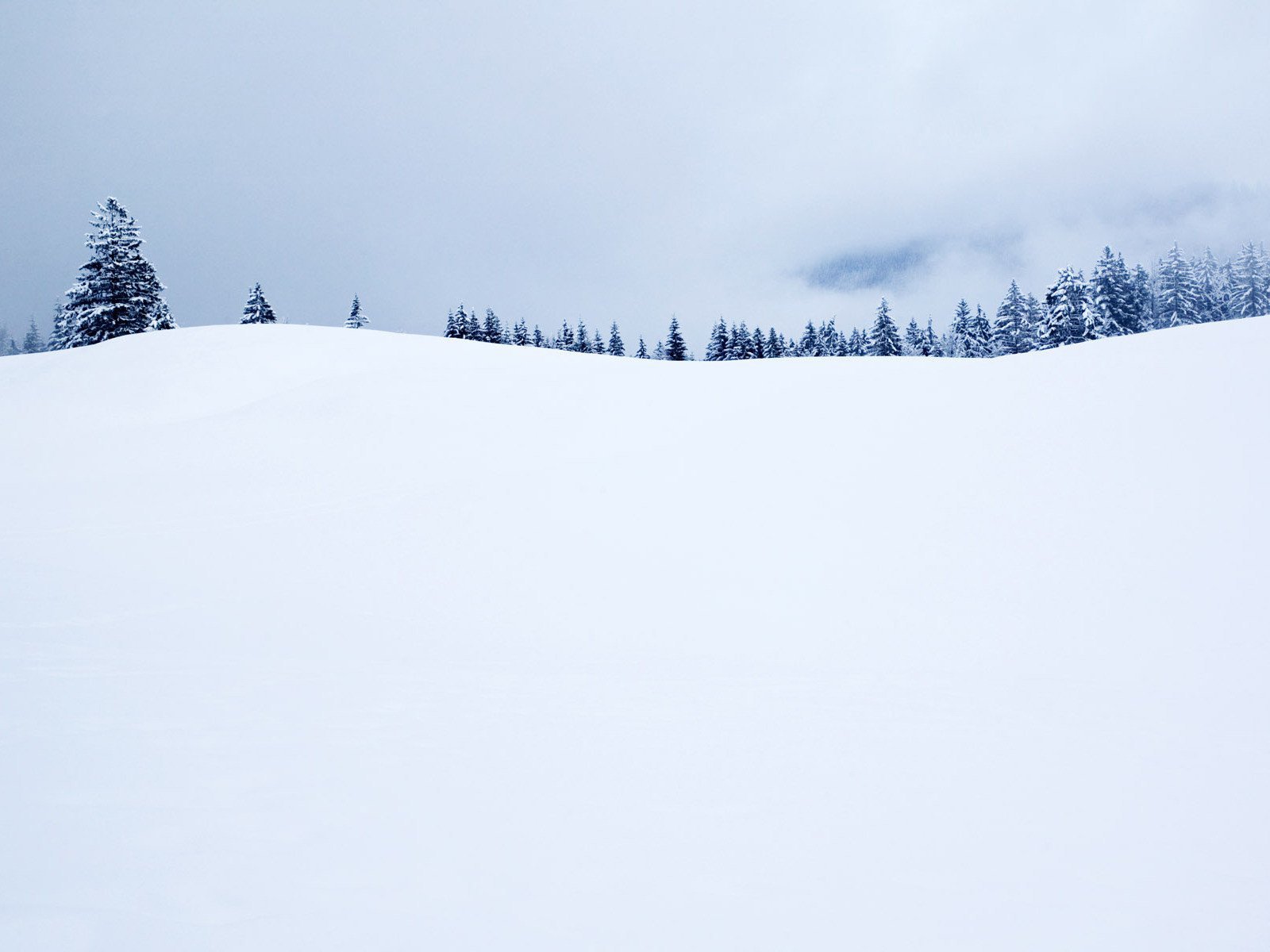 christmas tree winter horizon