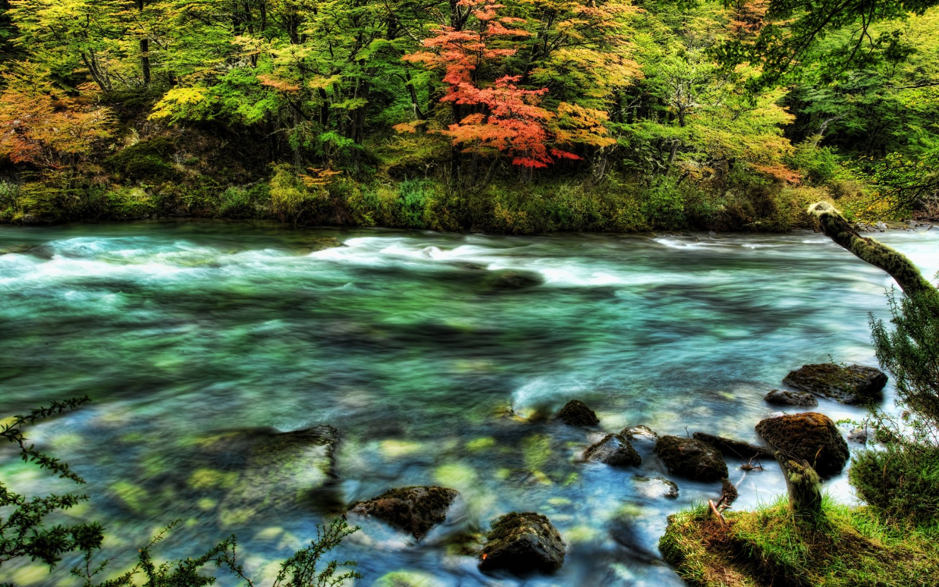 river waves stones tree wild