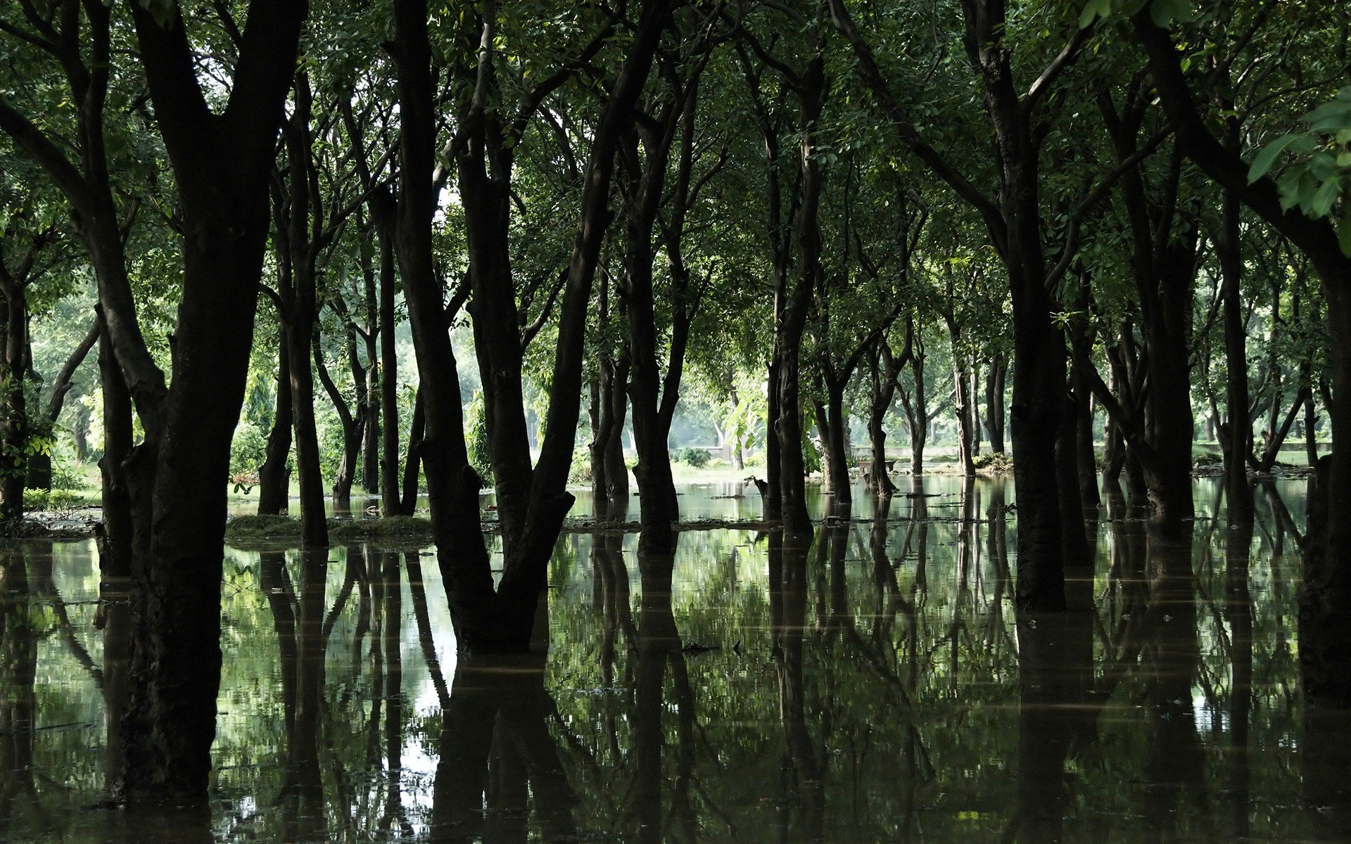 marais arbres forêt eau