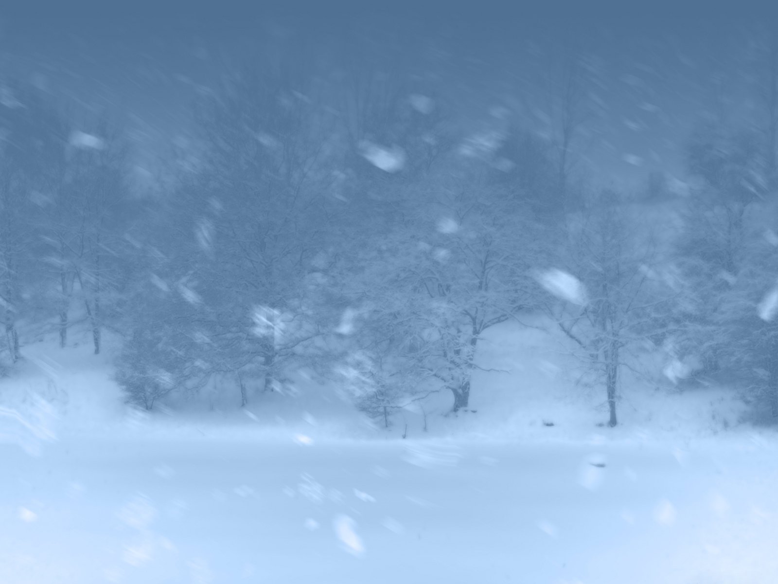 blizzard neige hiver forêt arbres