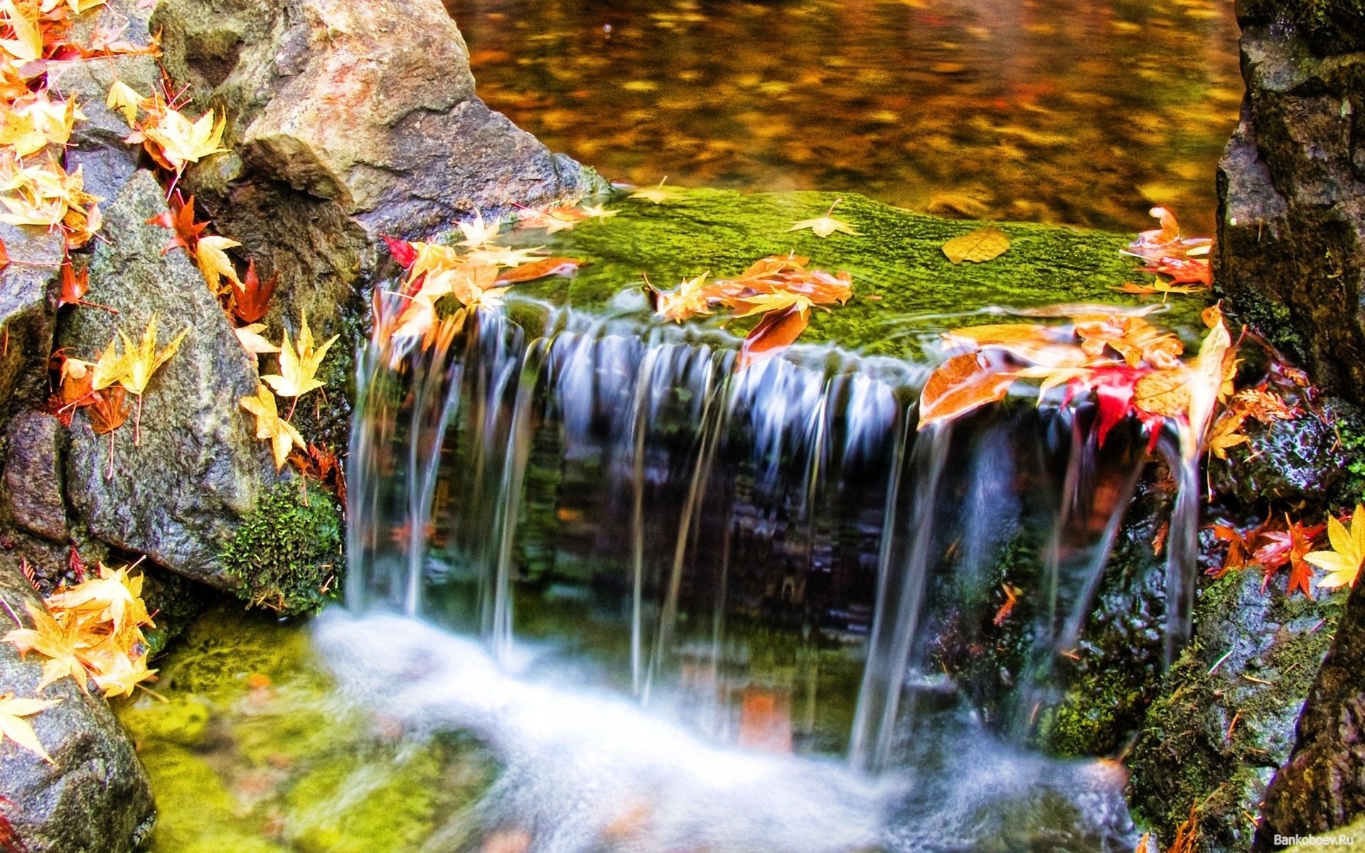 naturaleza hojas agua