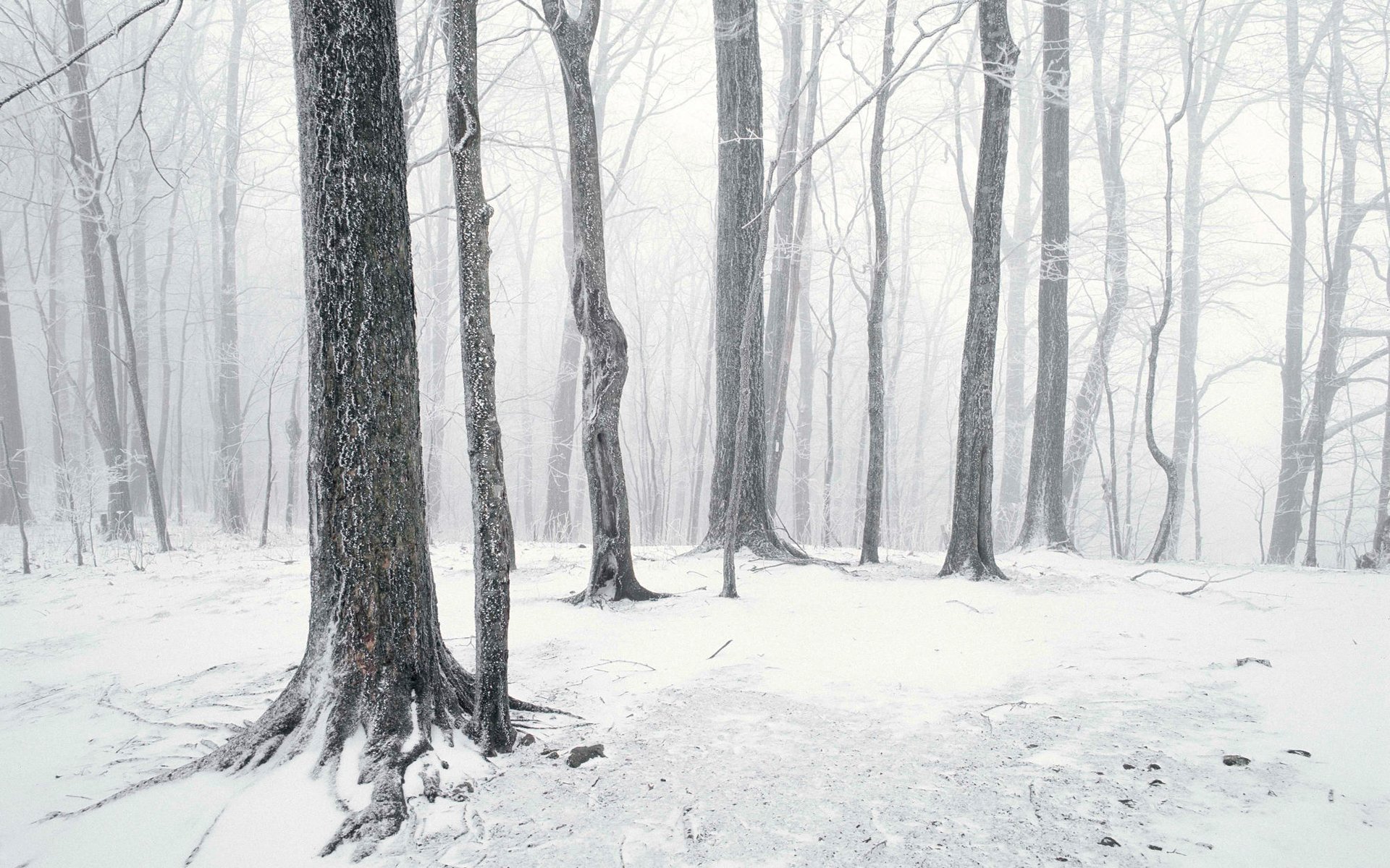 wald schnee stämme