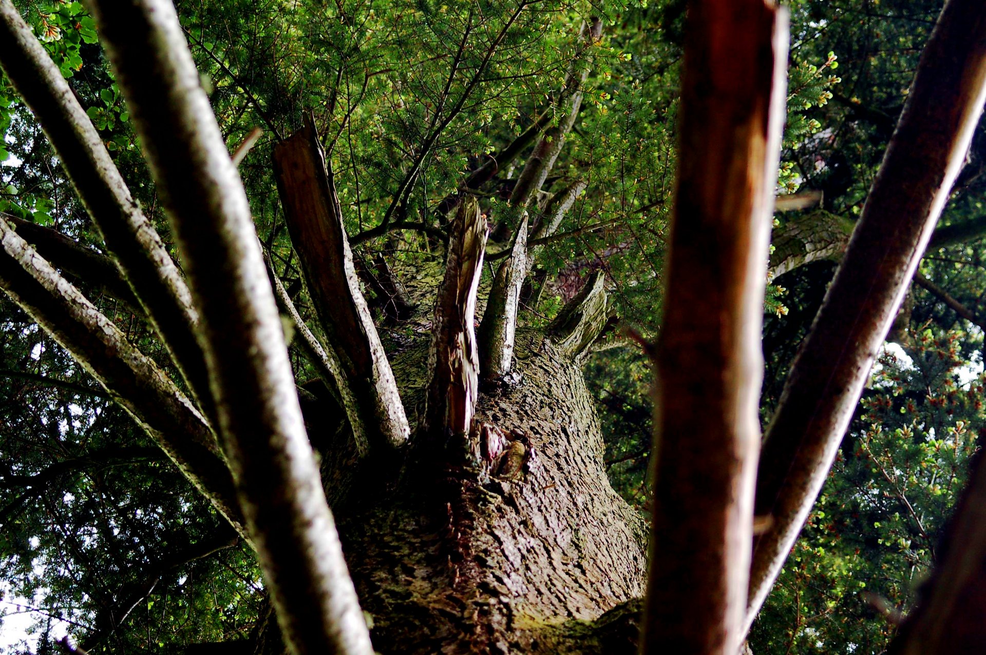 tree branch trunk bark