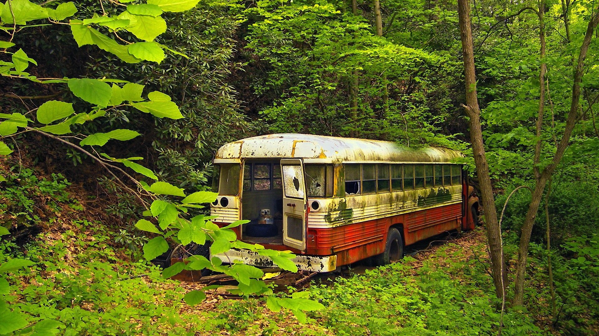 vieux bus forêt verdure