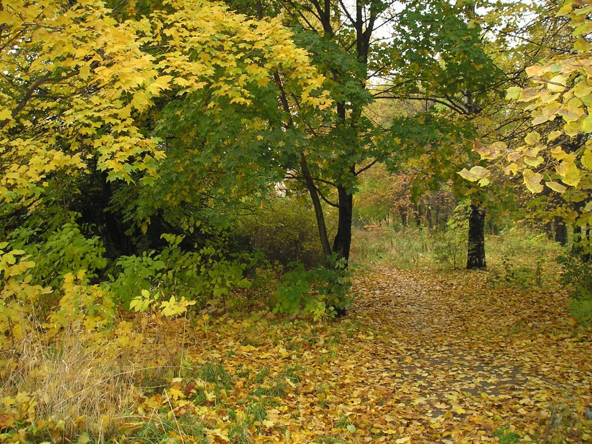 осень листья парк