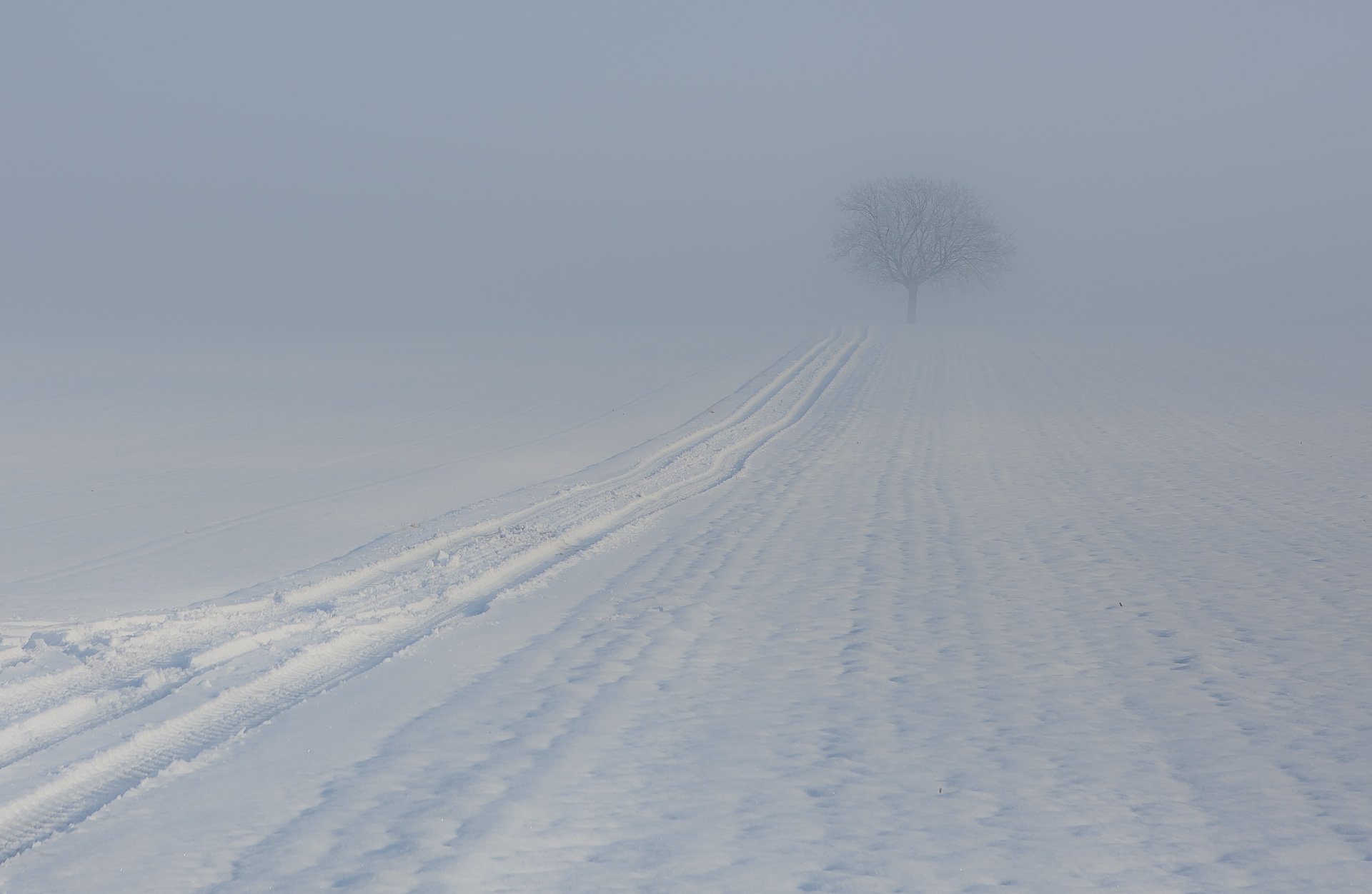 inverno albero nebbia sentiero