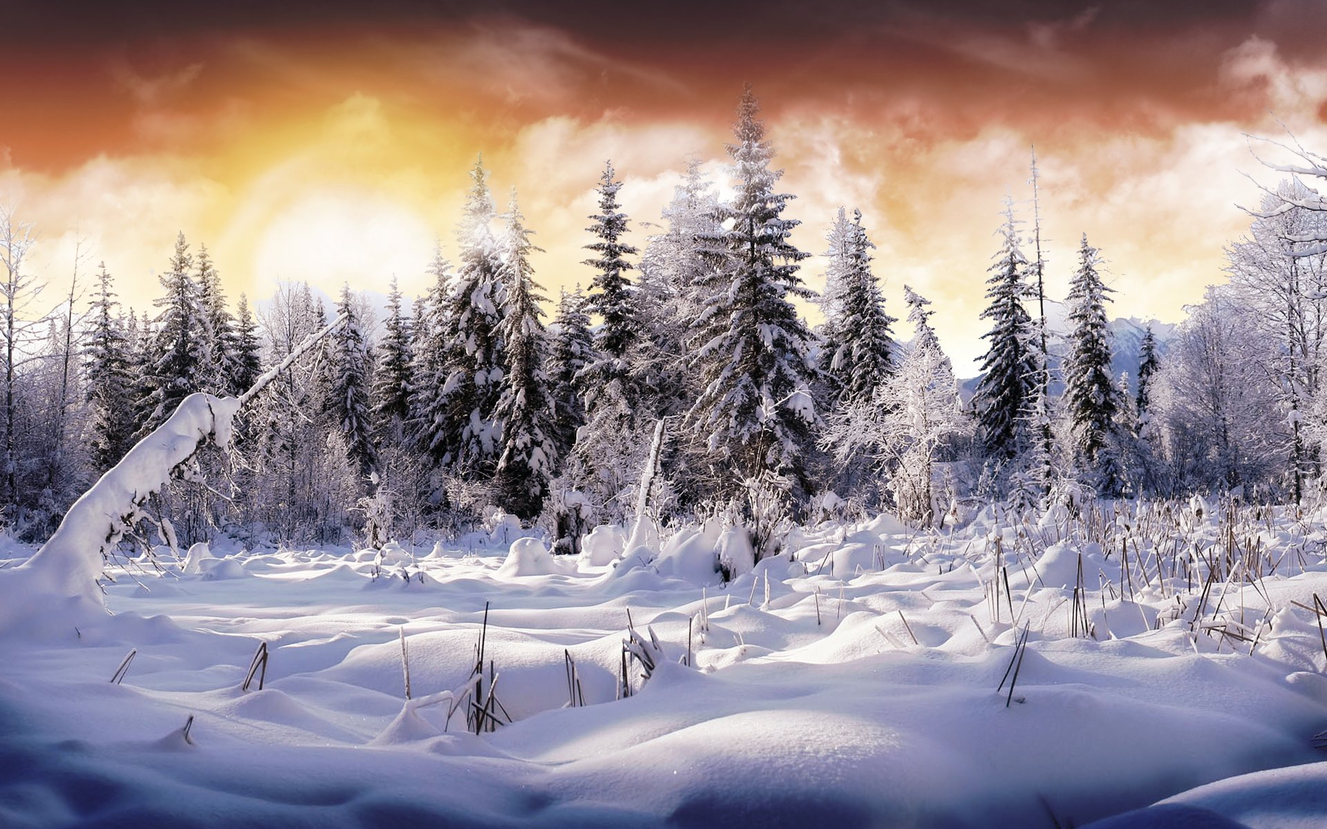 winter snow forest christmas tree flowers sky