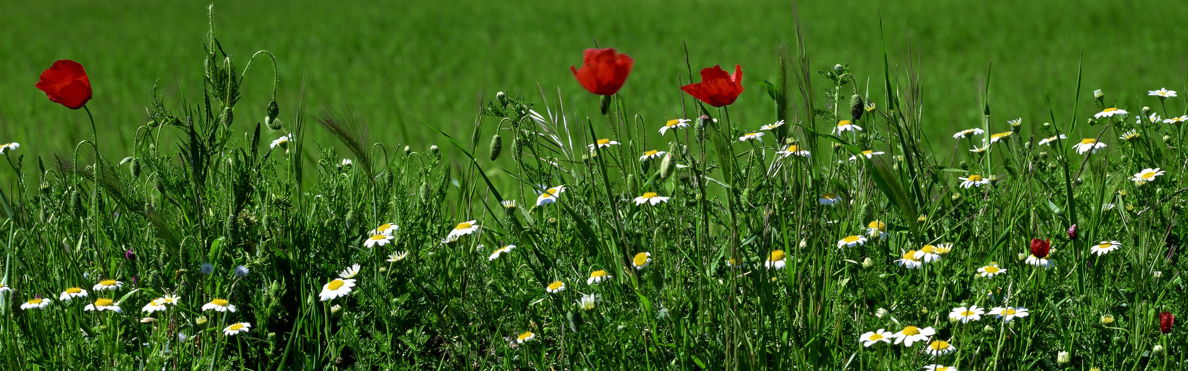 fleurs herbe verdure marguerites coquelicots