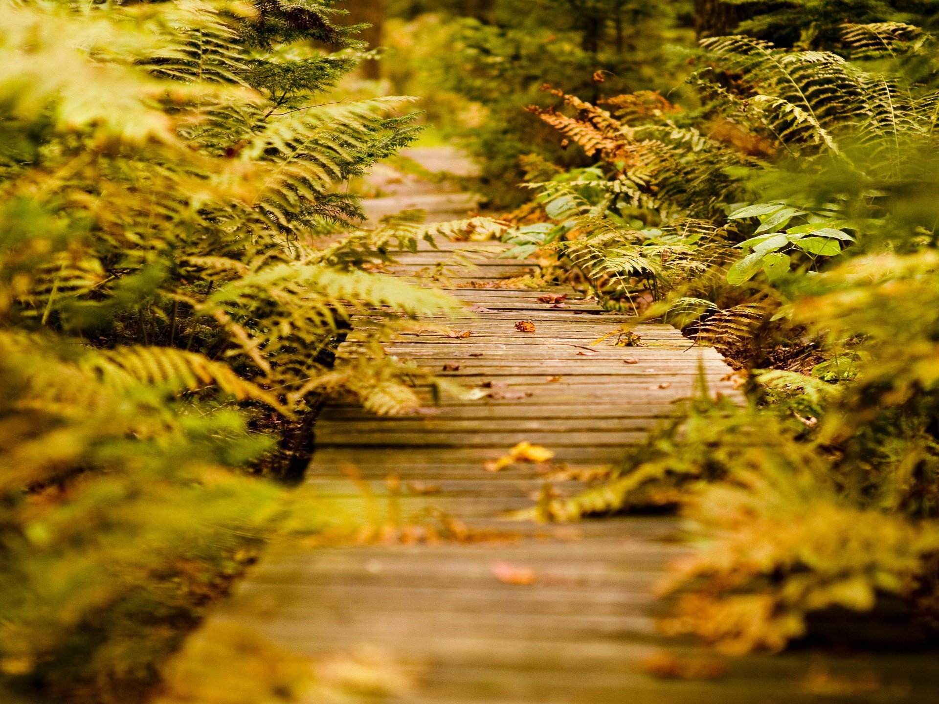 sendero plantas hierba