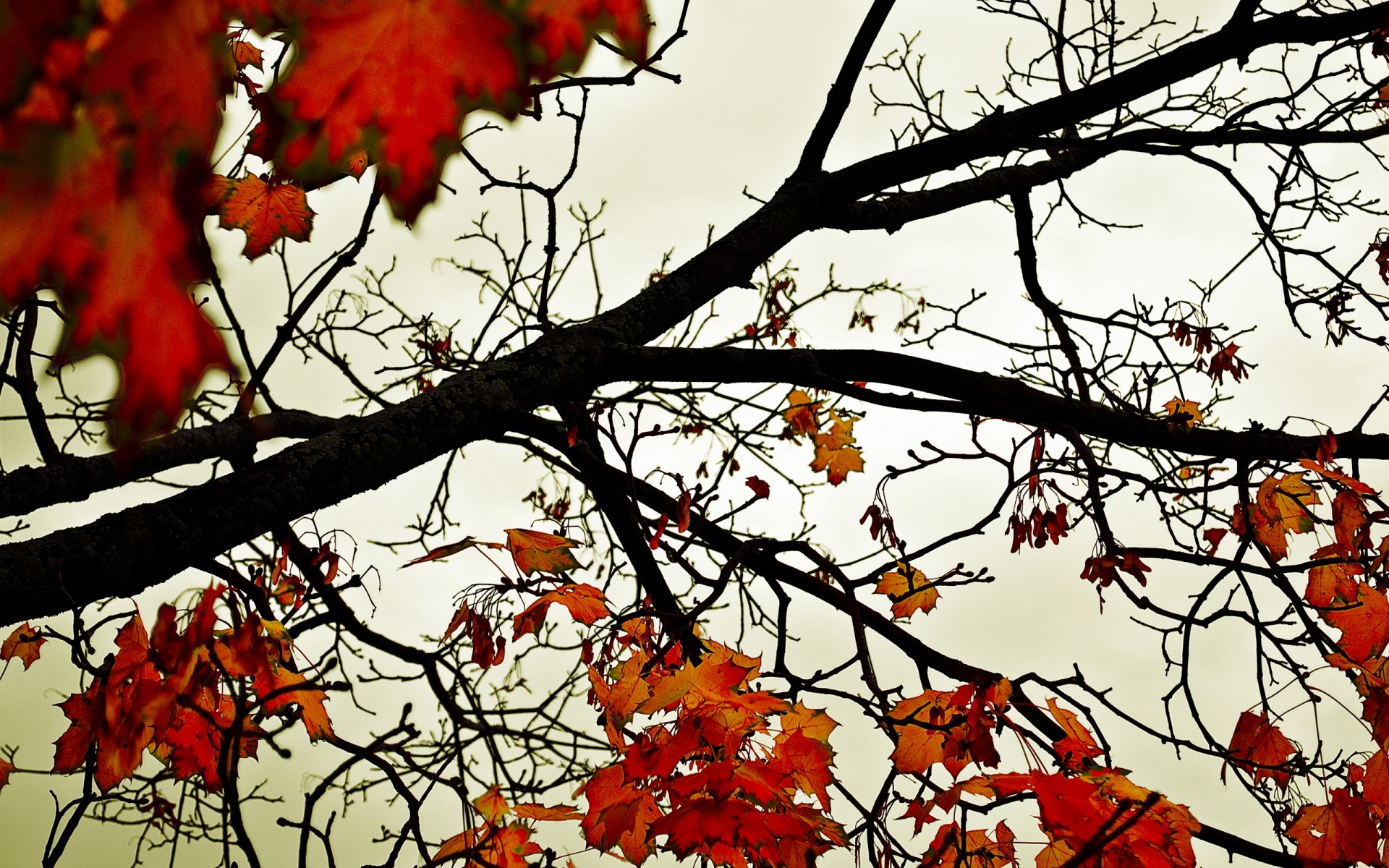 hojas otoño naranja cielo árboles