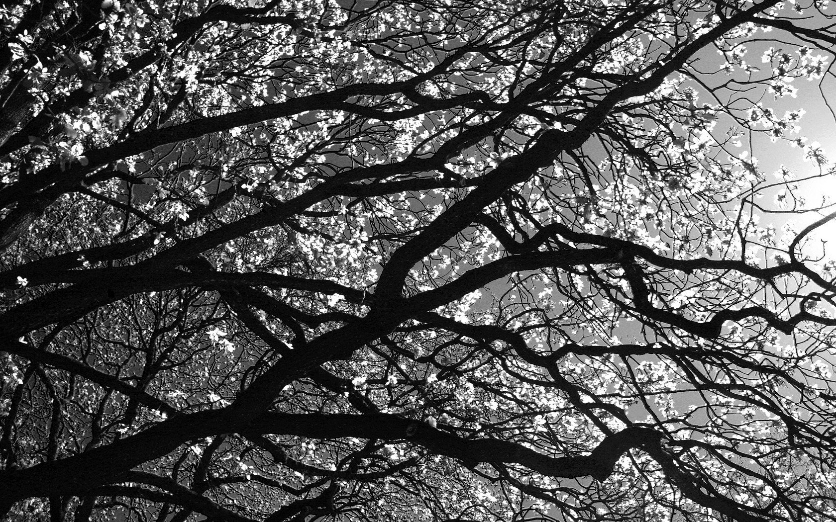 noir et blanc branches arbre