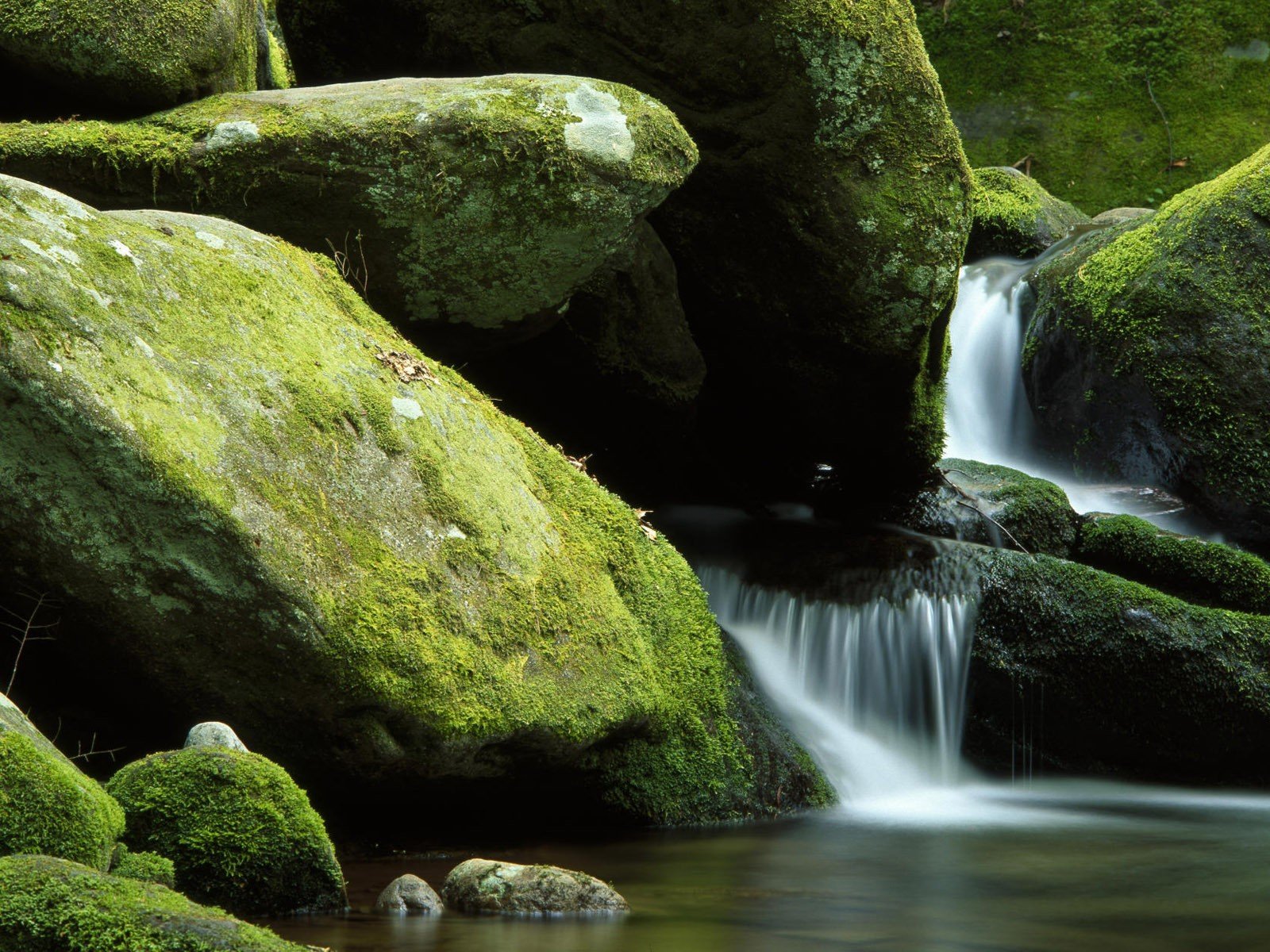 tones moss water