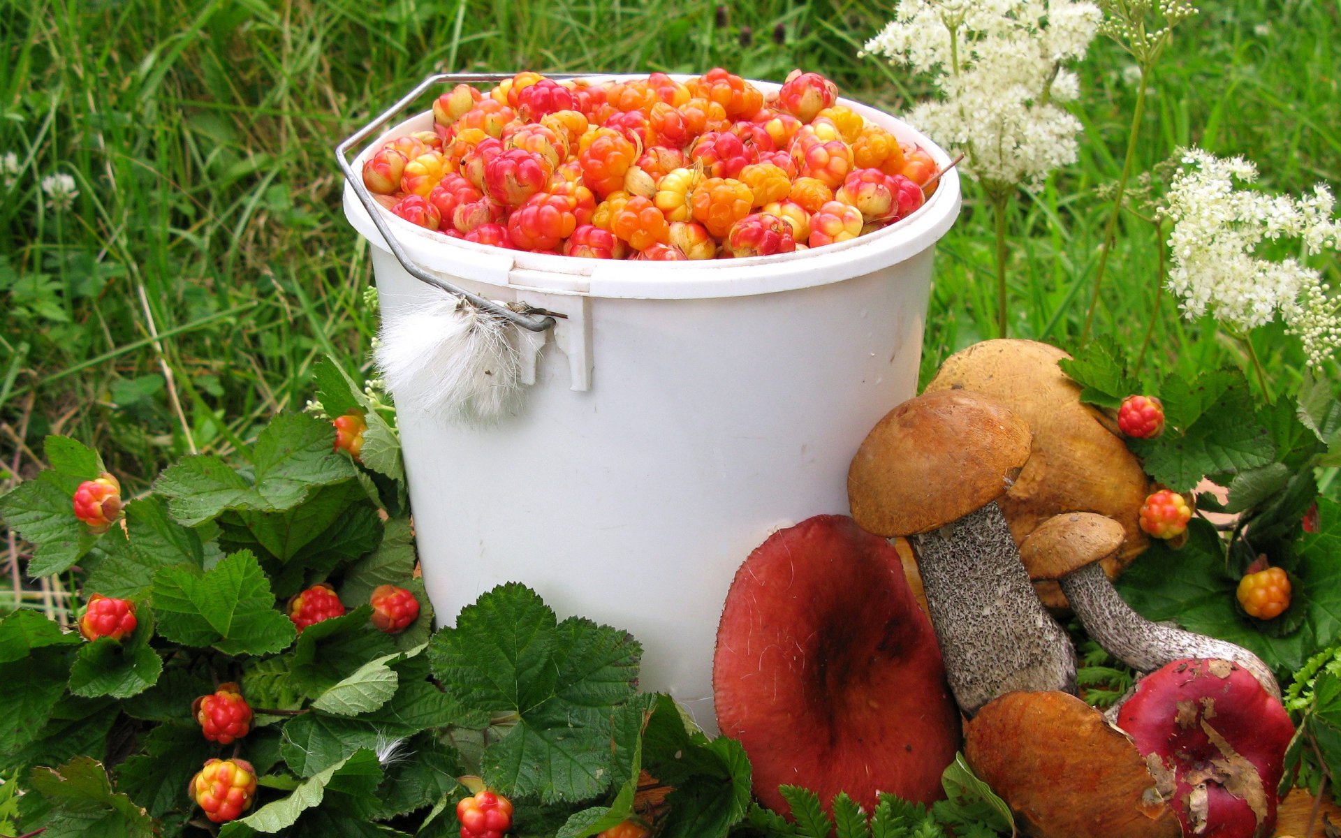 setas verano moras podosinovik syroozhki cosecha bayas