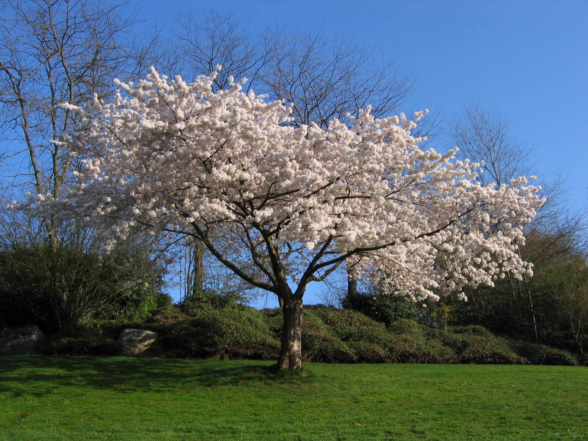 baum sakura kirsche weiß