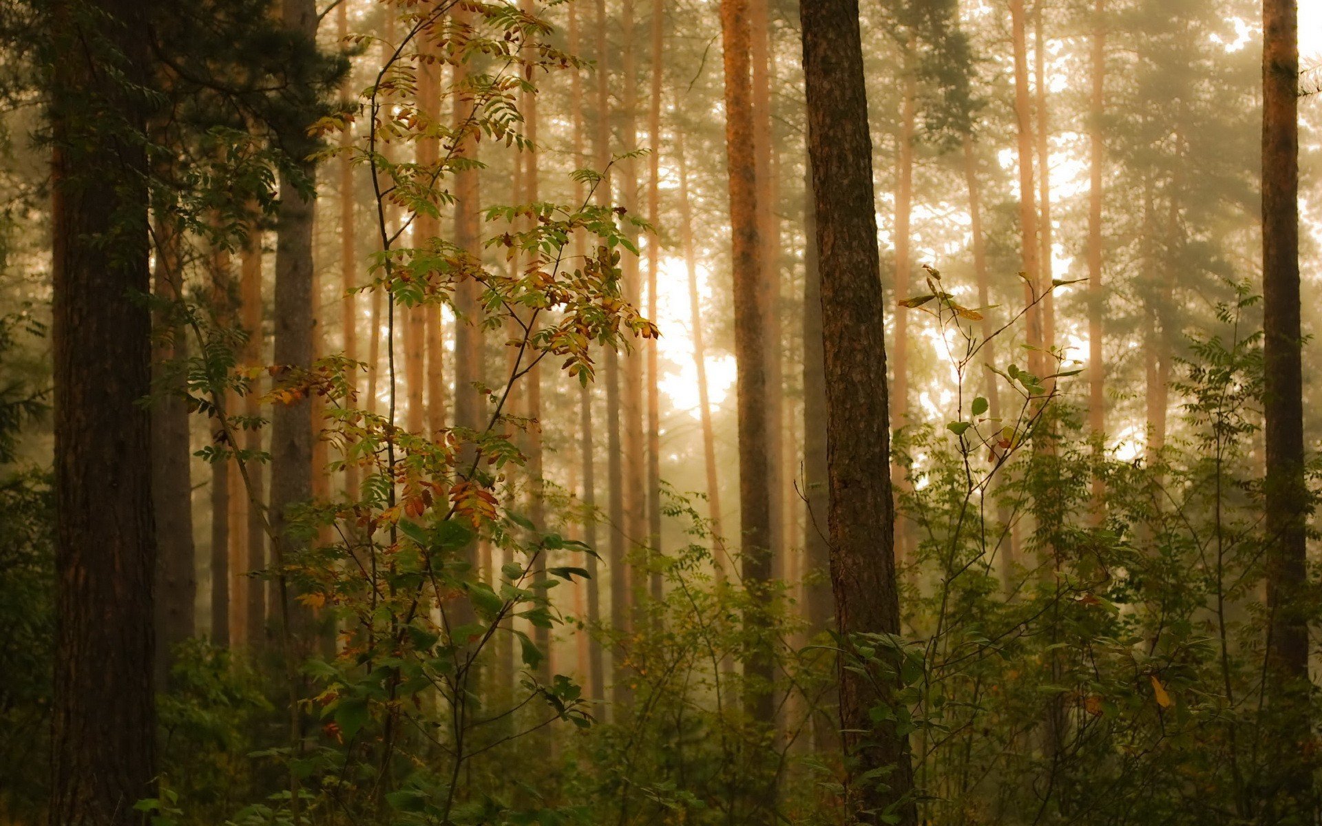 лес деревья растения