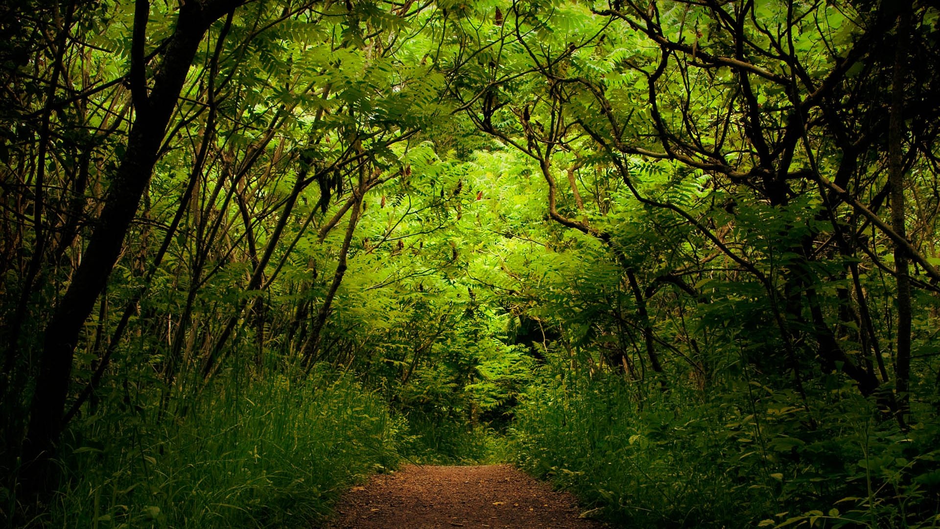 natura foresta verde piante