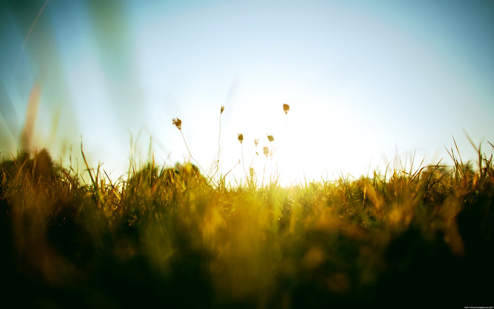 ummer heat sun green grass sky