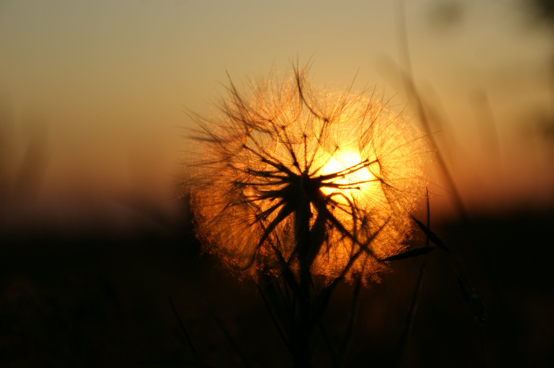 dandelion sun sunset