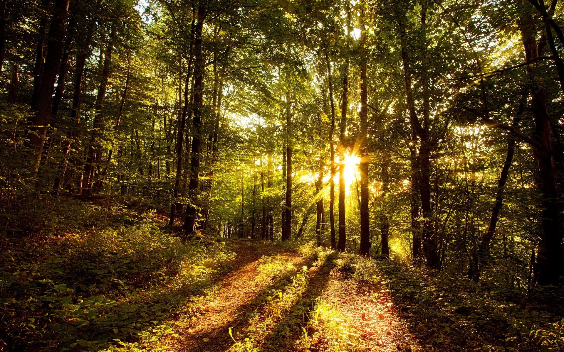 forest tree light sun