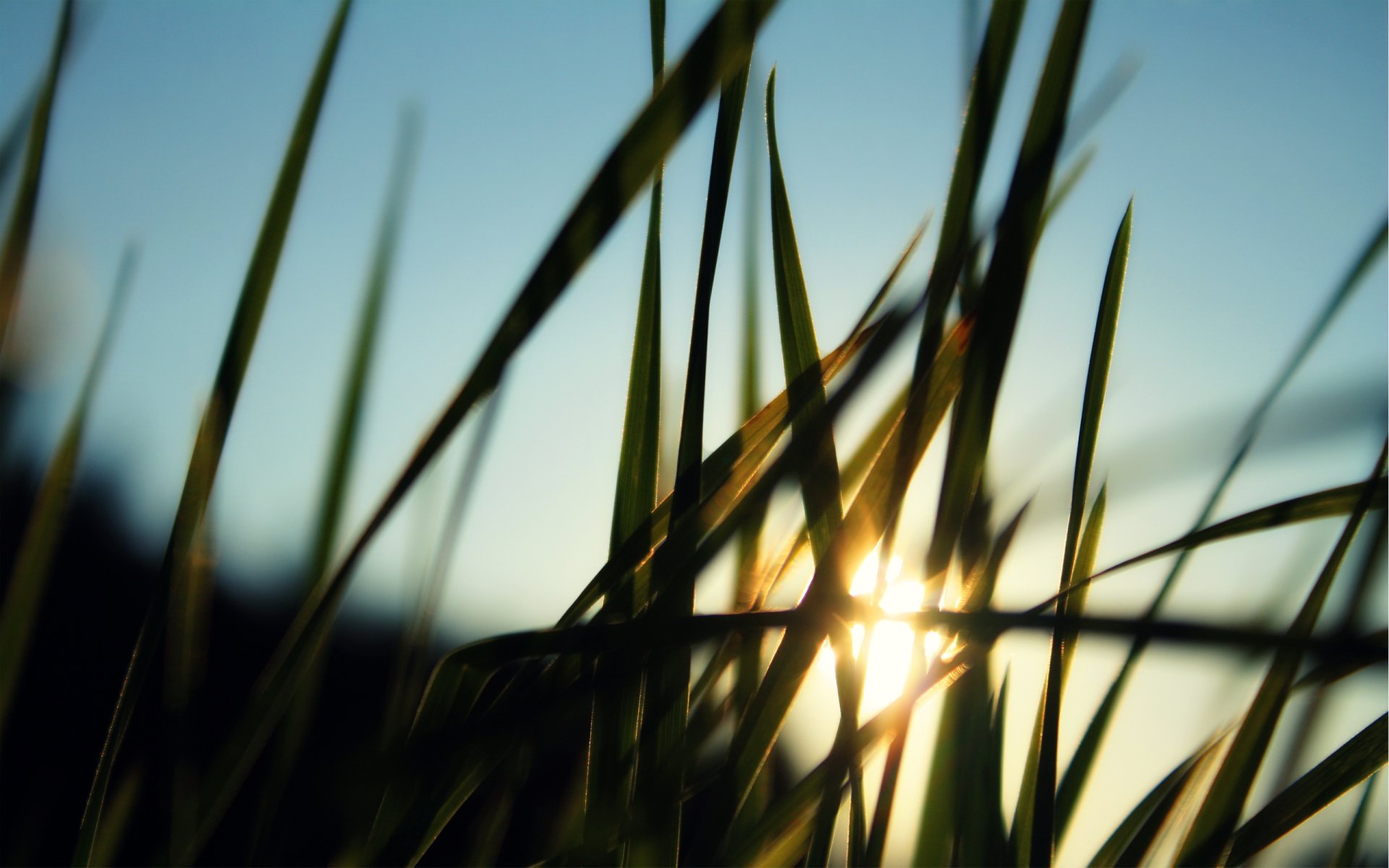 un rays grass blur