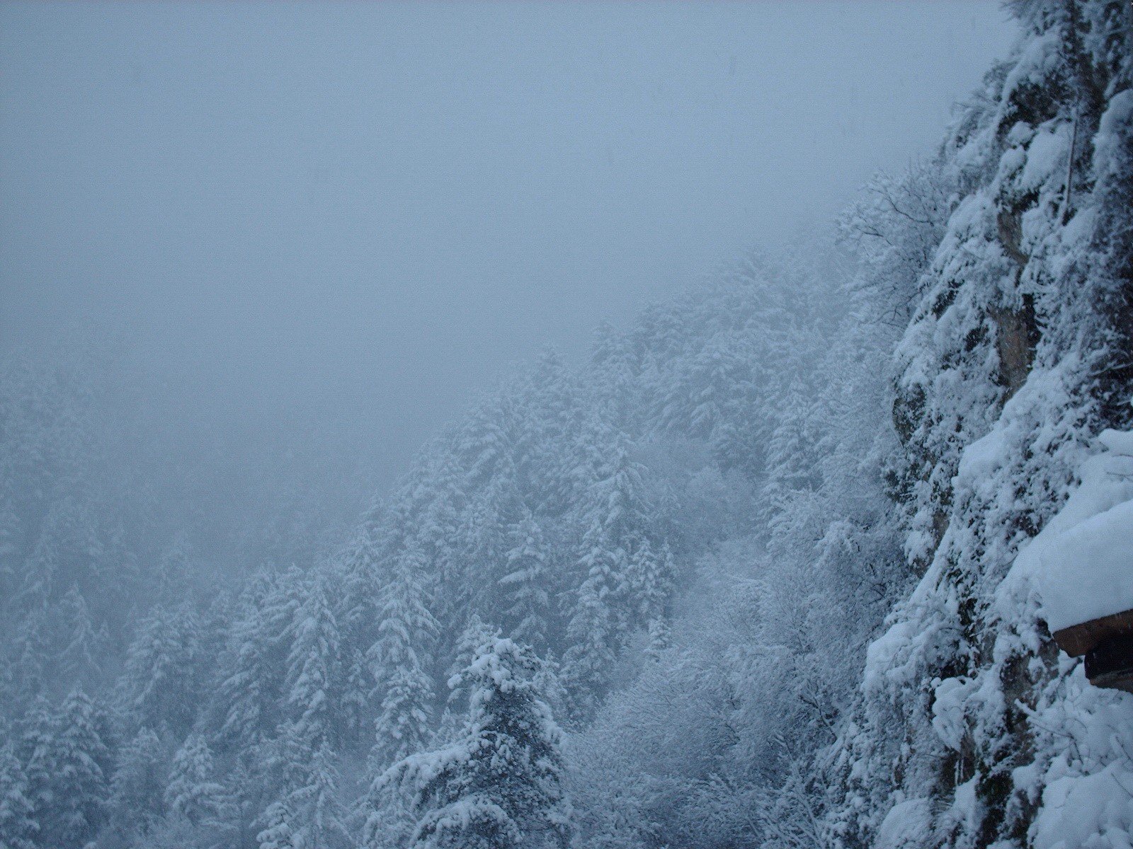 neige hiver forêt arbres