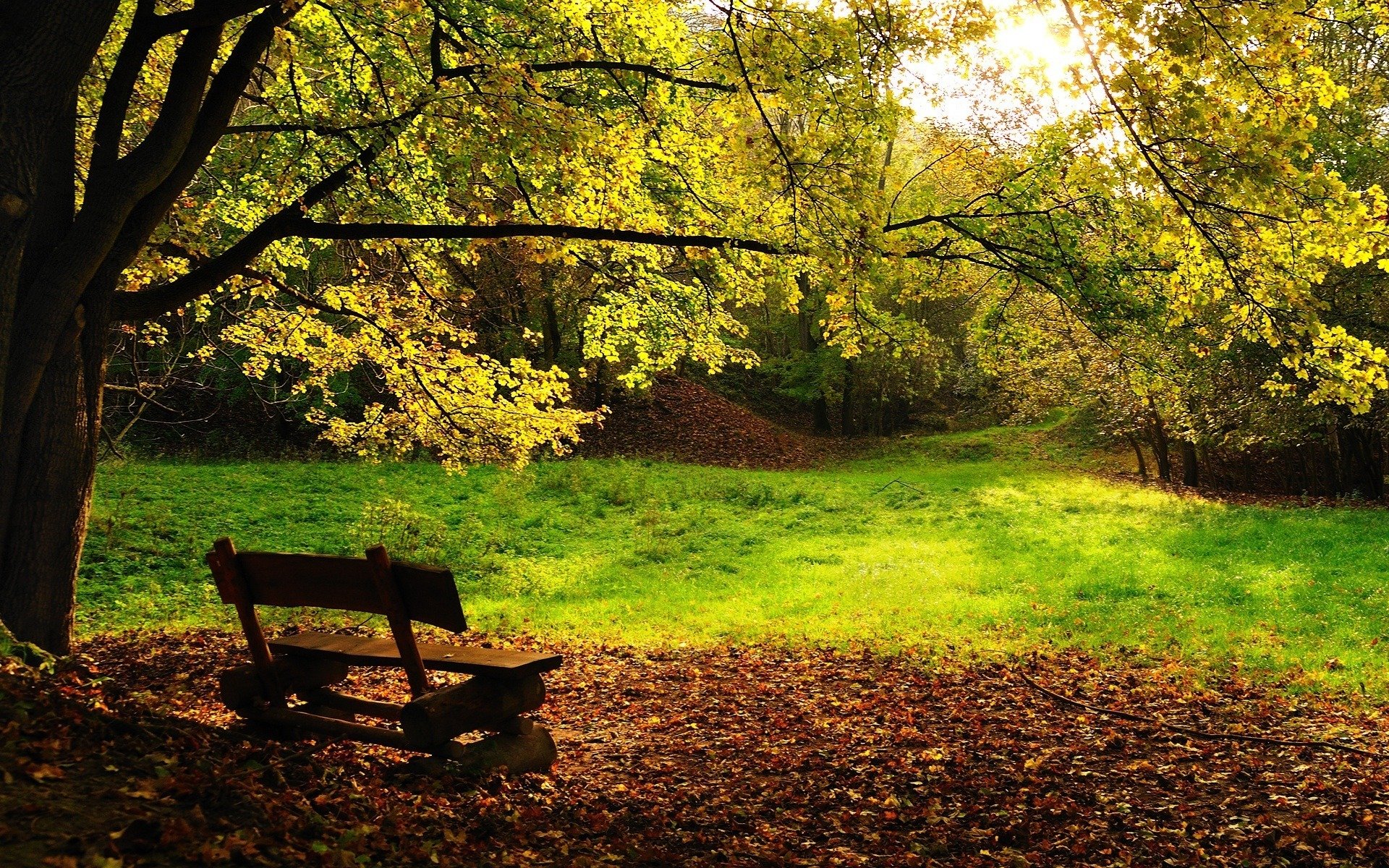 autunno alberi panchina fogliame