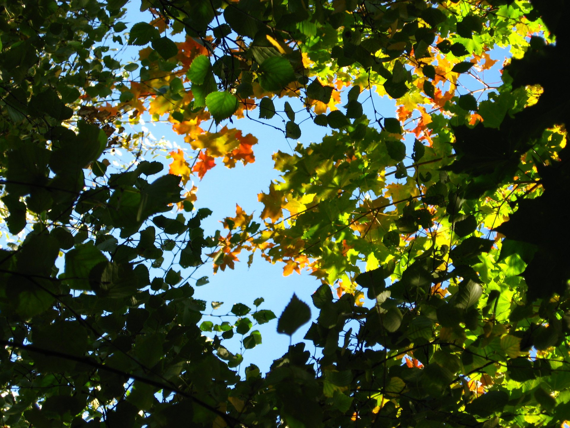 cielo hojas ramas