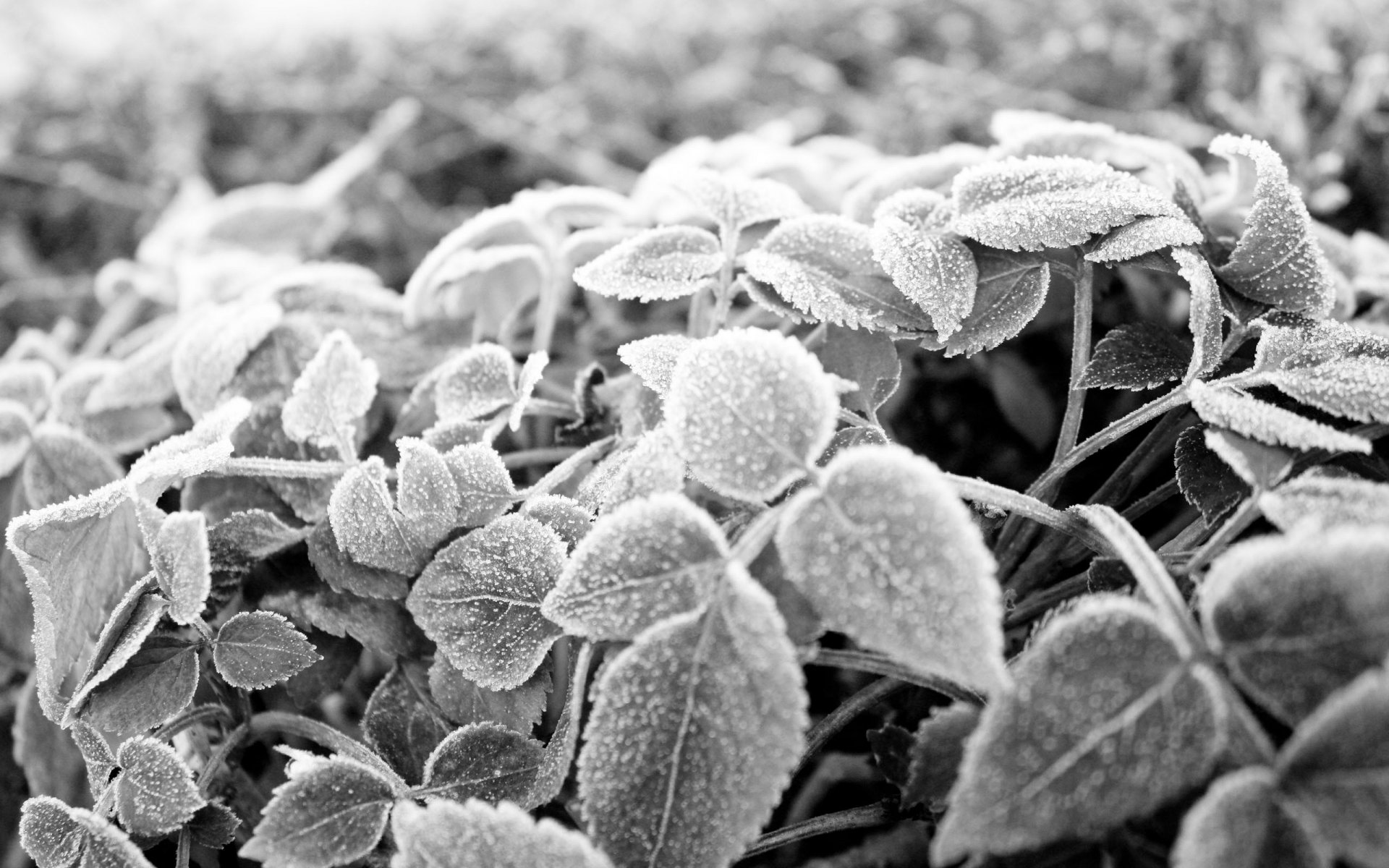 black and white leaves frost frost