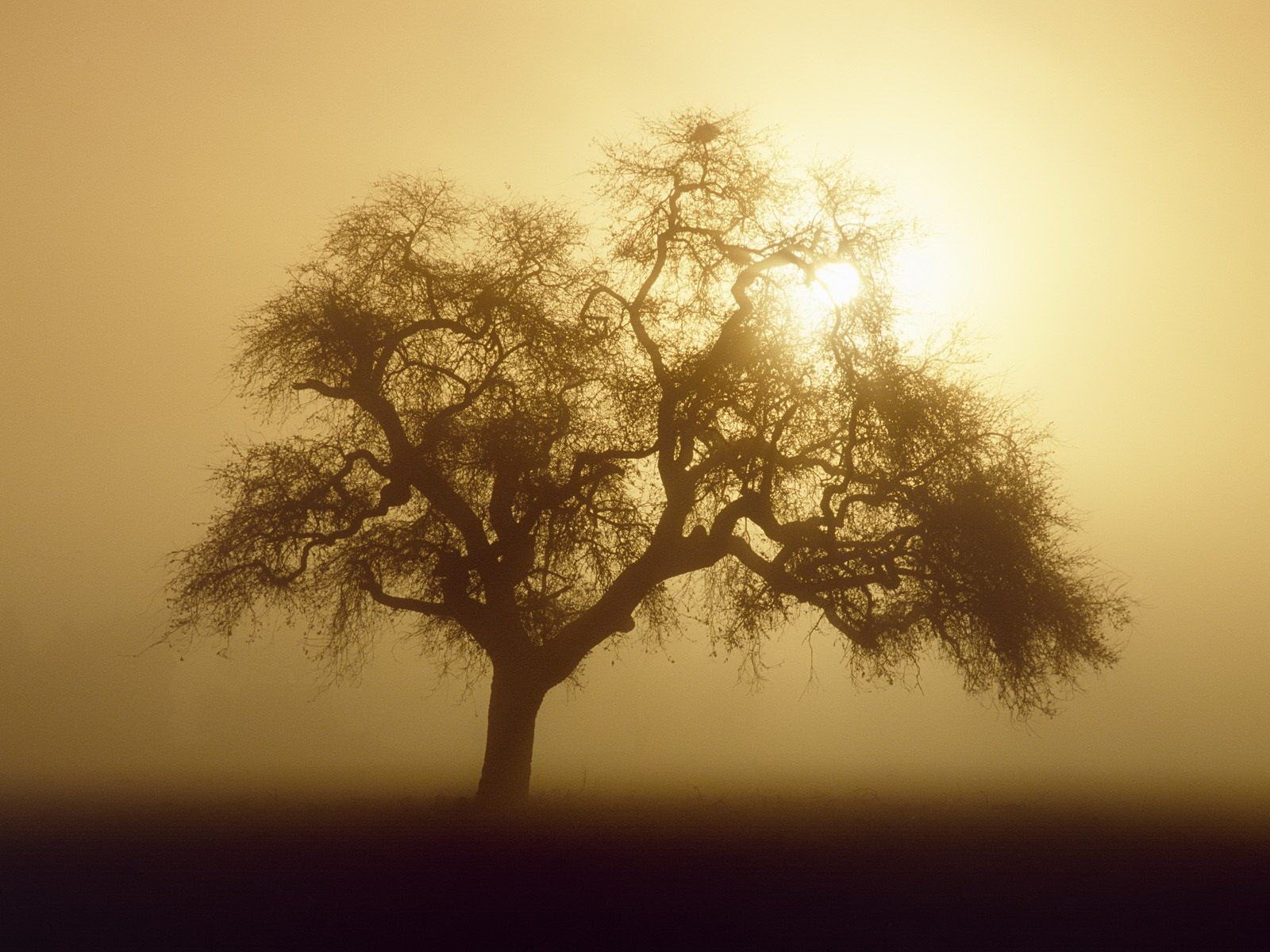 legno nebbia sole seppia