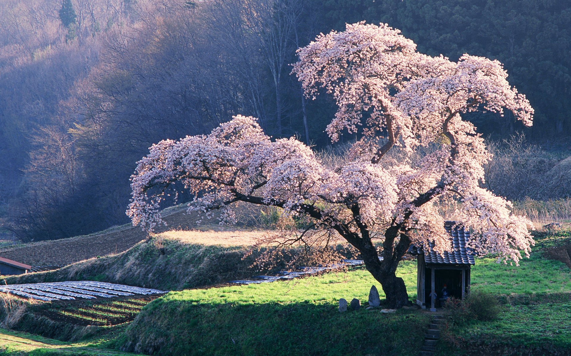 sakura árbol closet