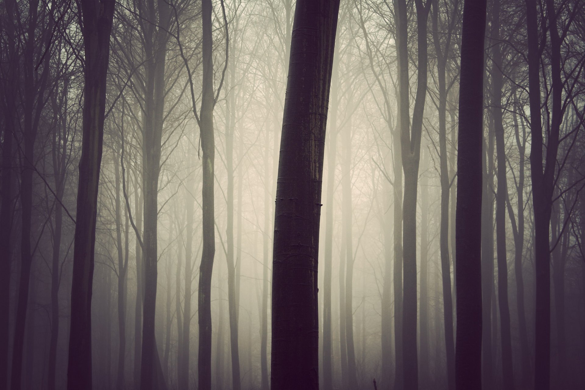 forêt brouillard bois