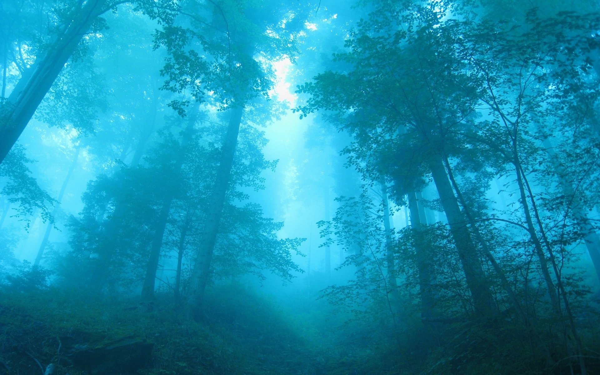 blau wald bäume nebel