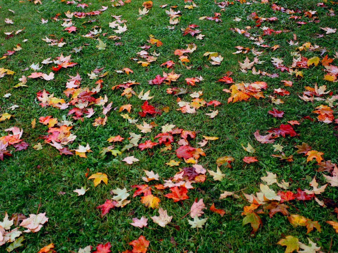 herbst laub gras