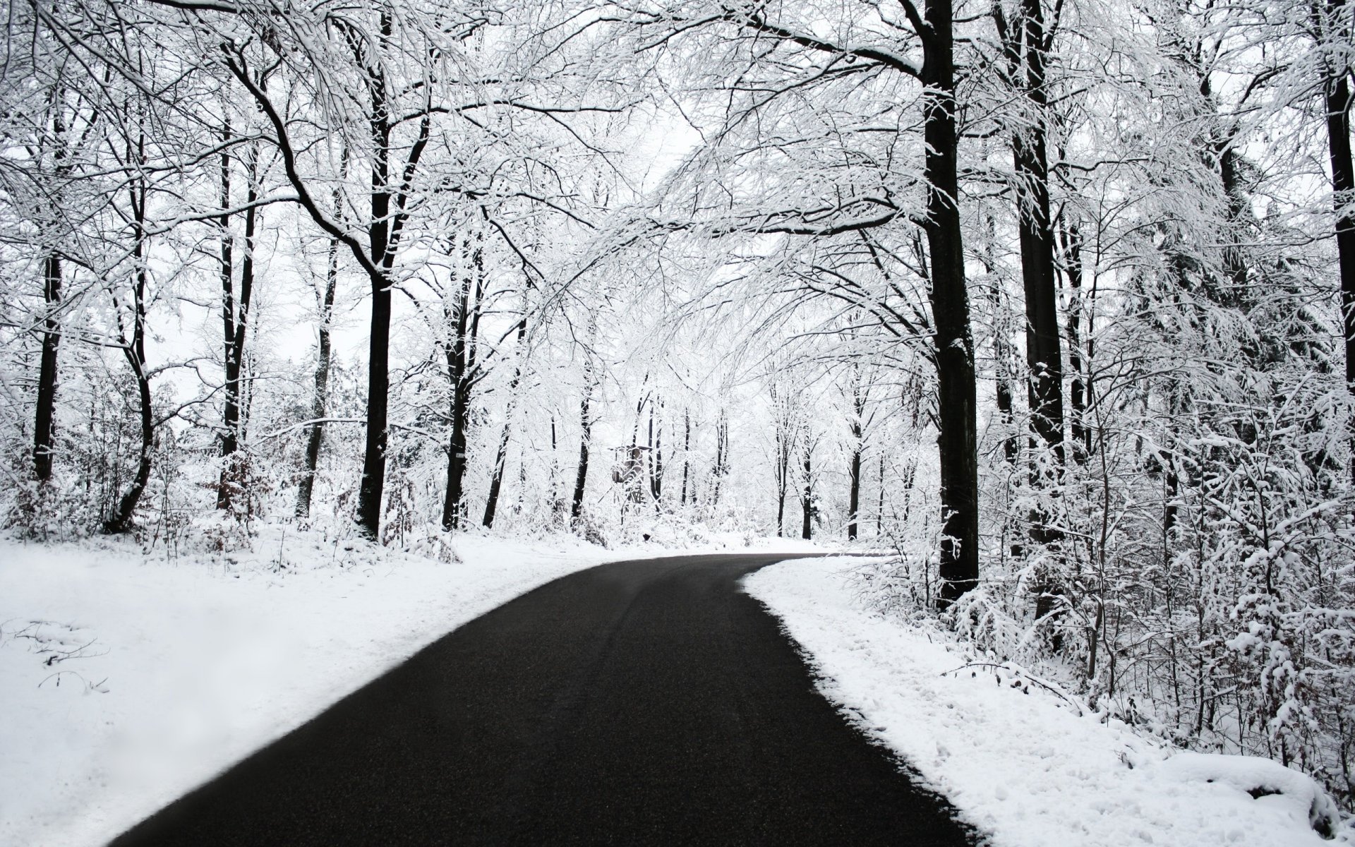 invierno carretera bosque nieve