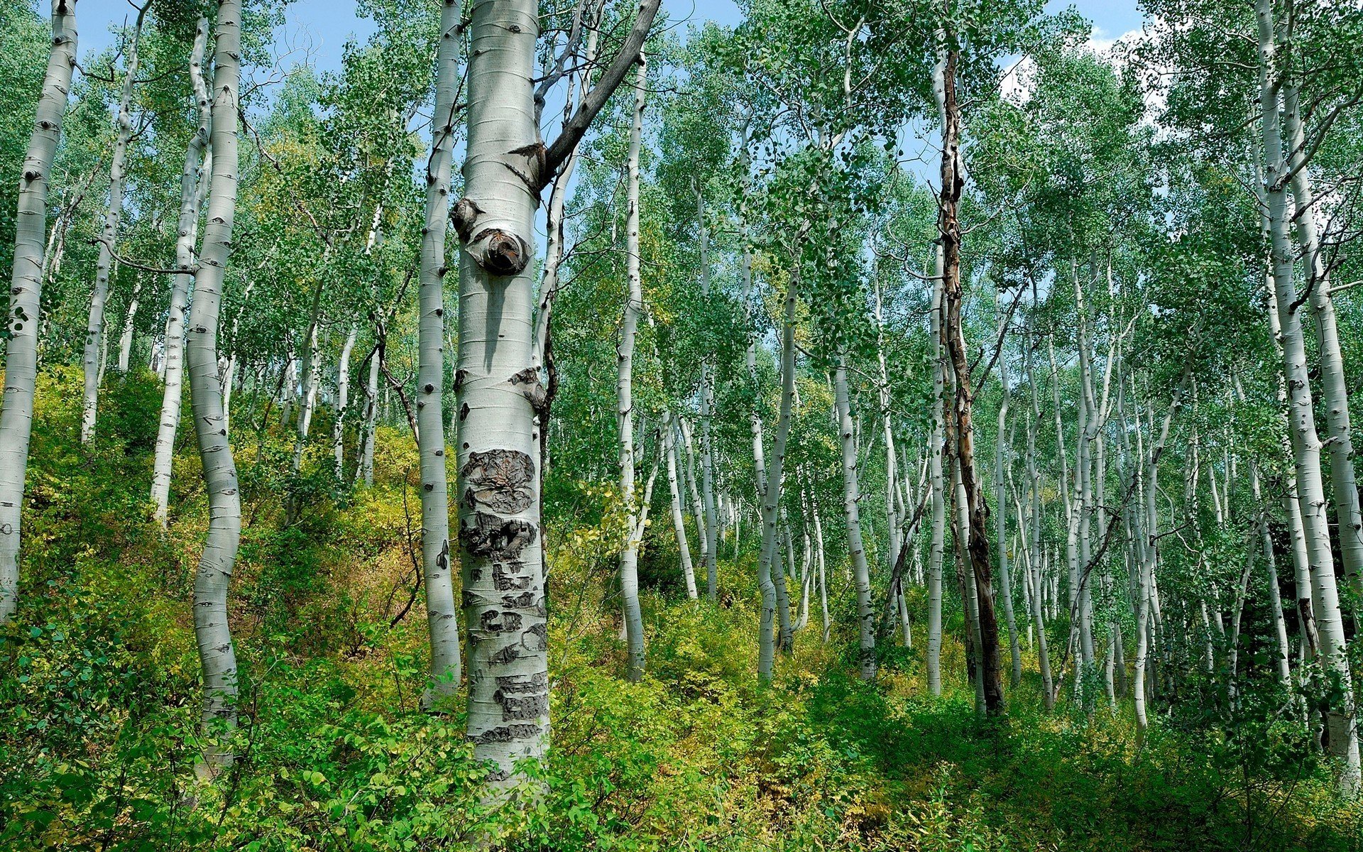 foresta betulle cespugli