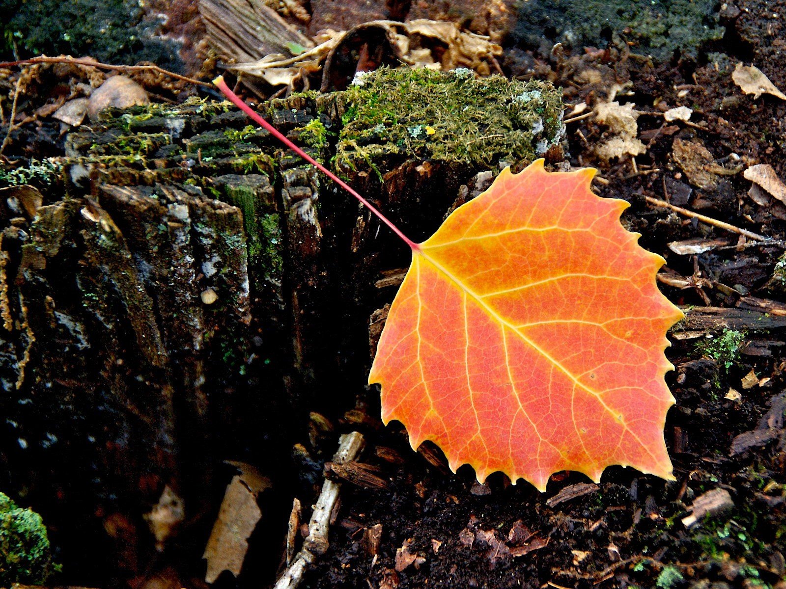 hoja otoño