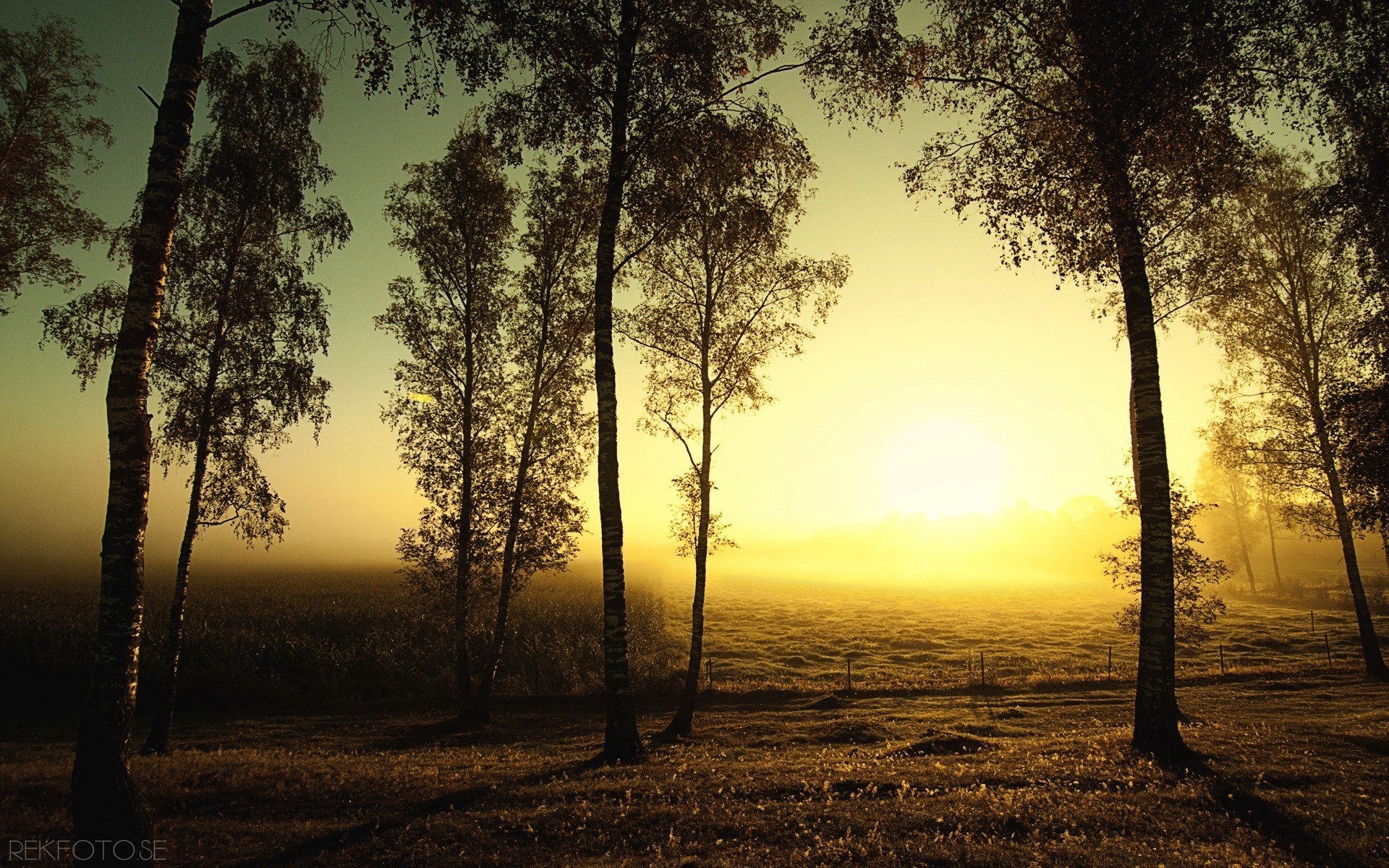 autumn the field birch sun tree