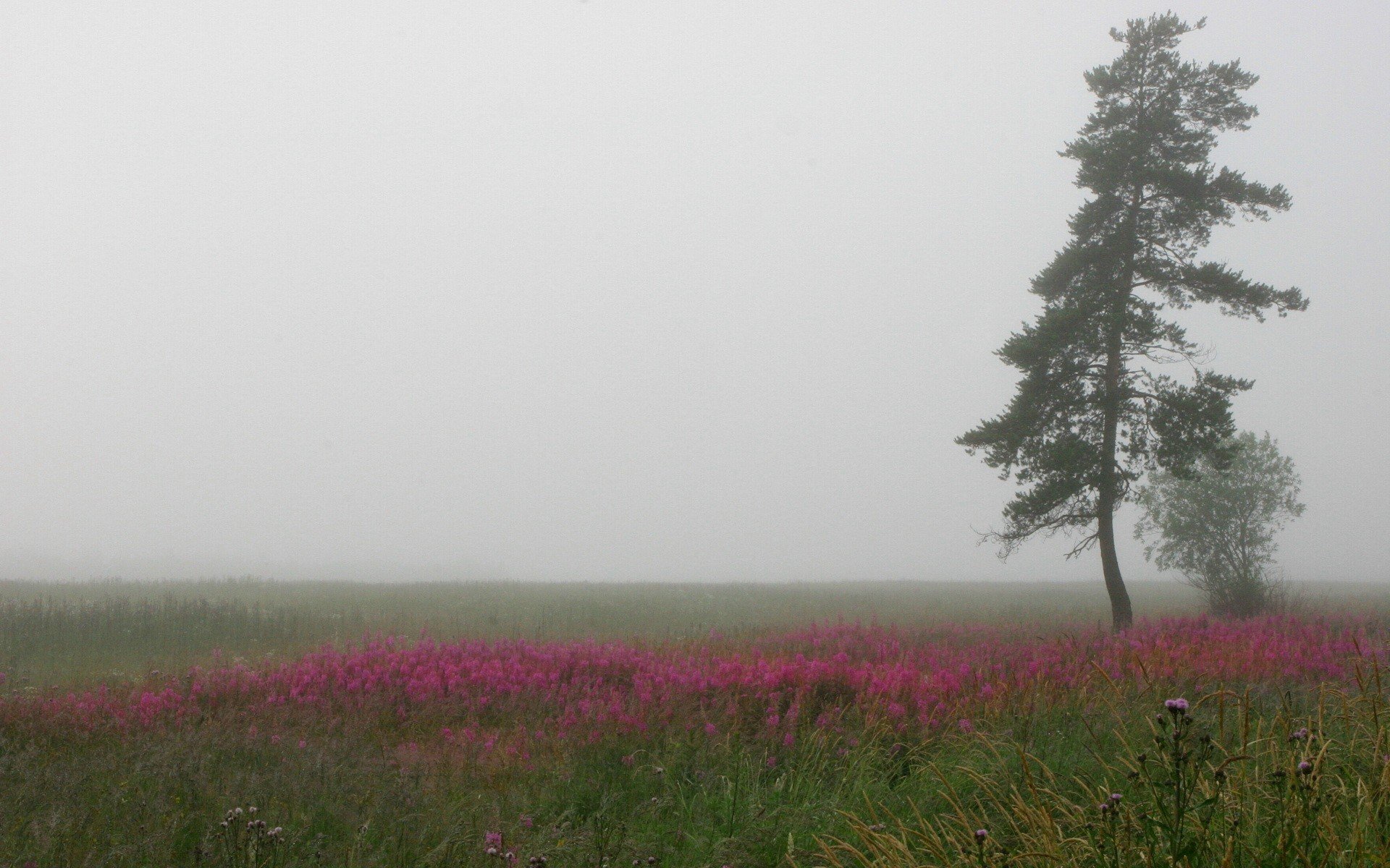 fog tree the field