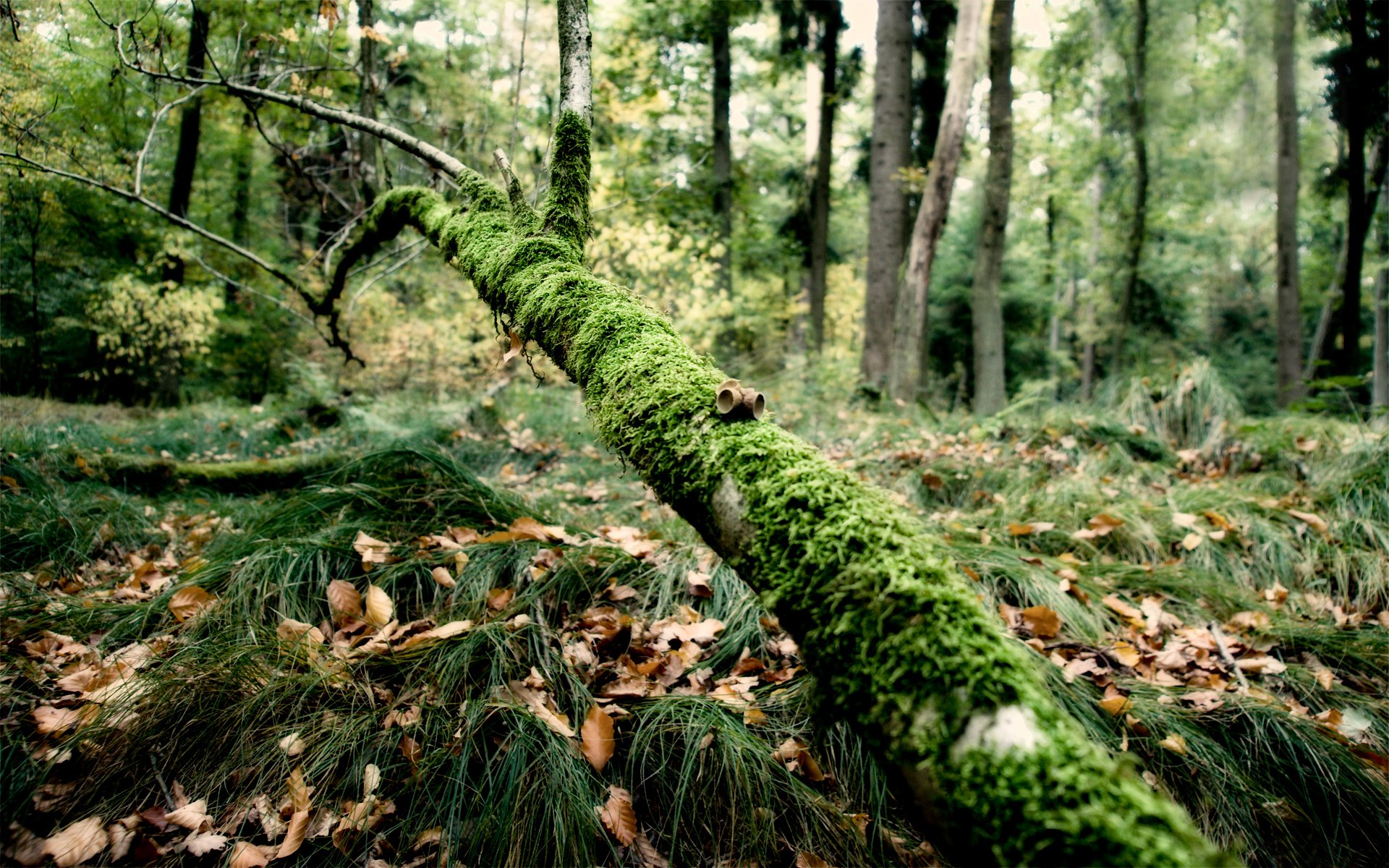 bosque rama musgo hierba