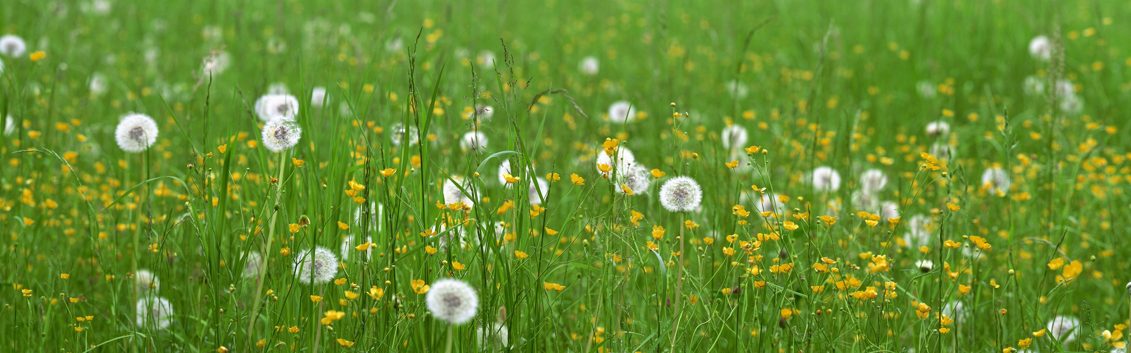 grass dandelions flower the field