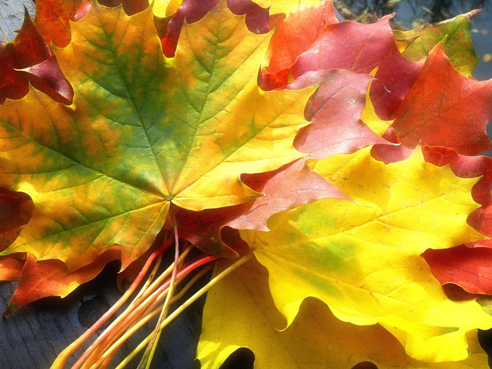 hojas arce amarillo otoño