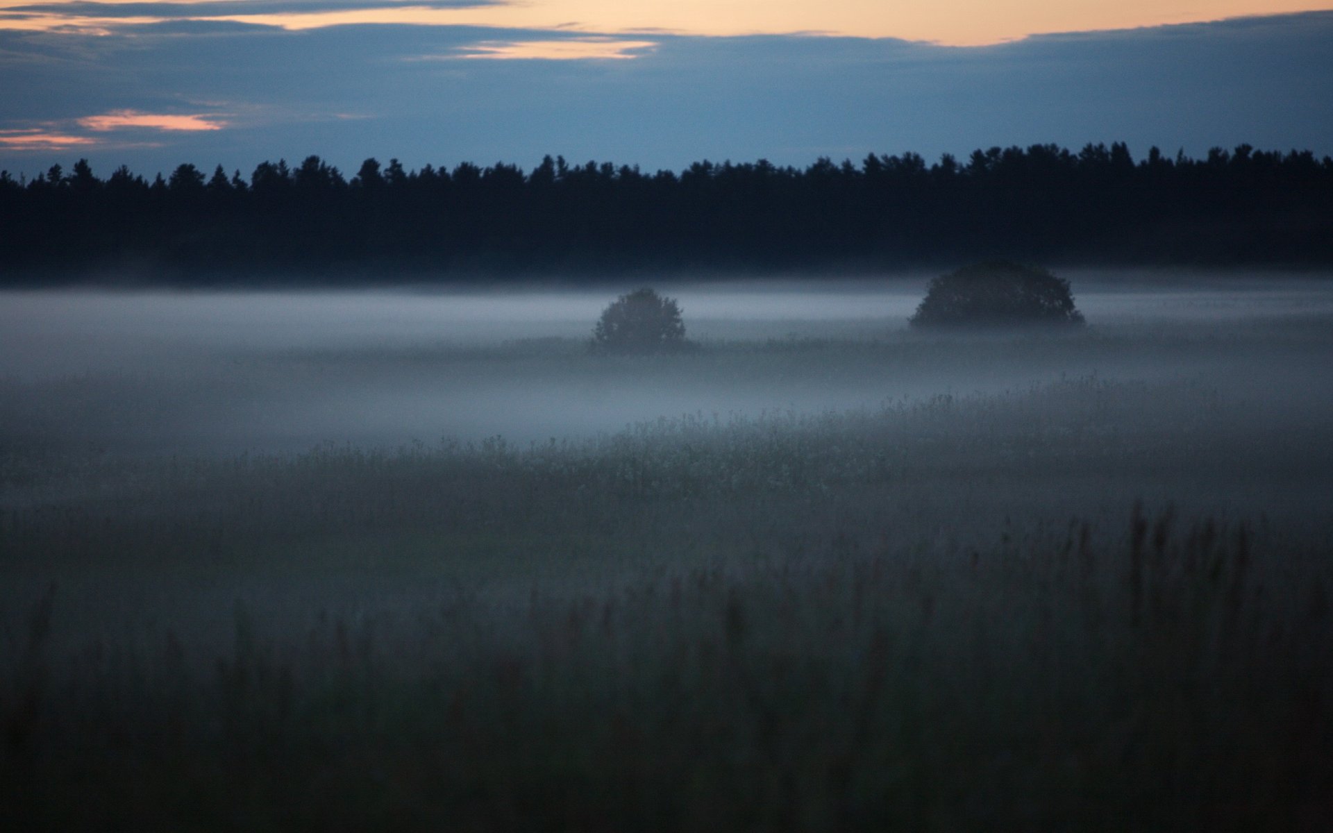 brouillard forêt clairière