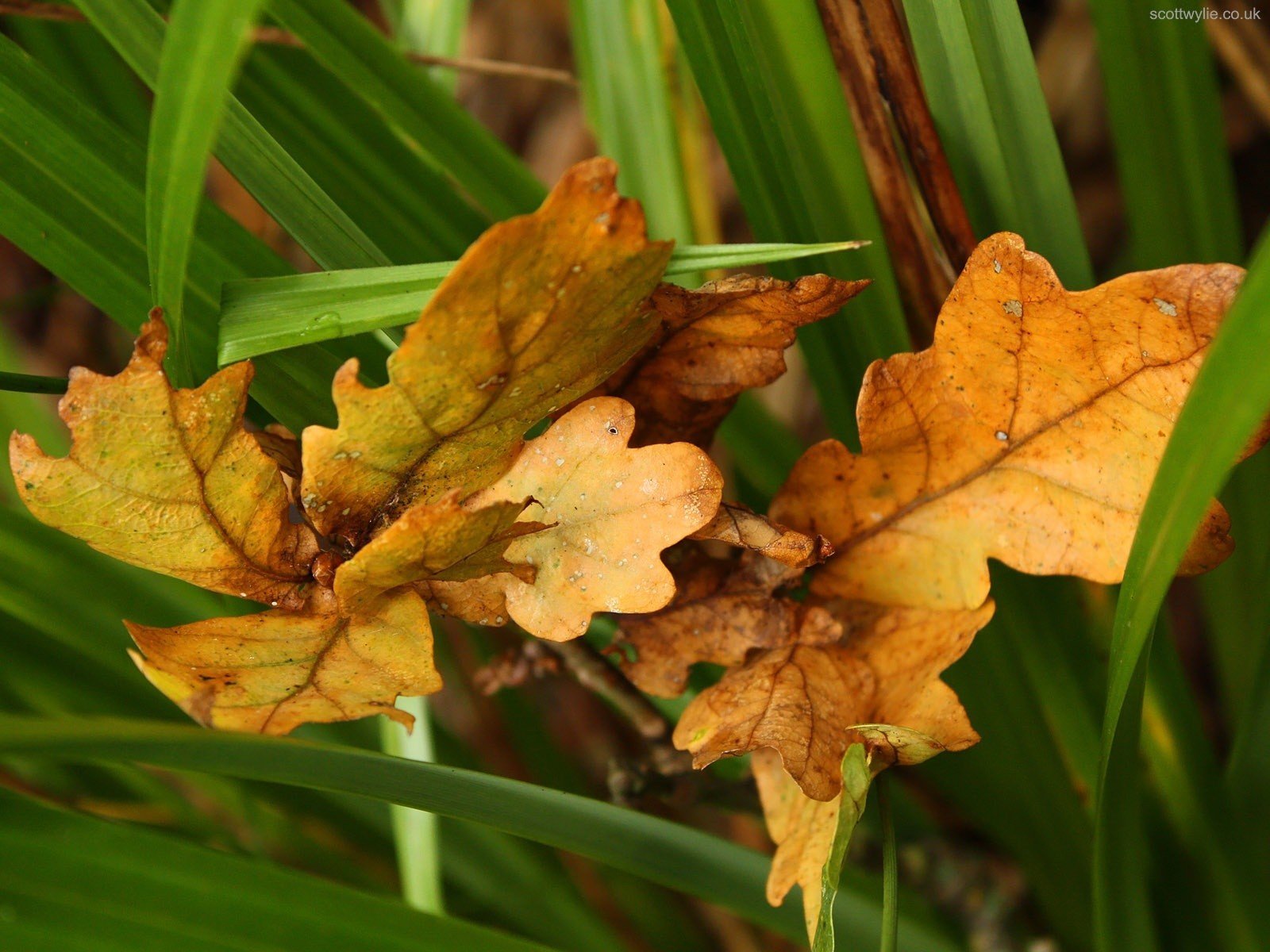 foglie autunno verde