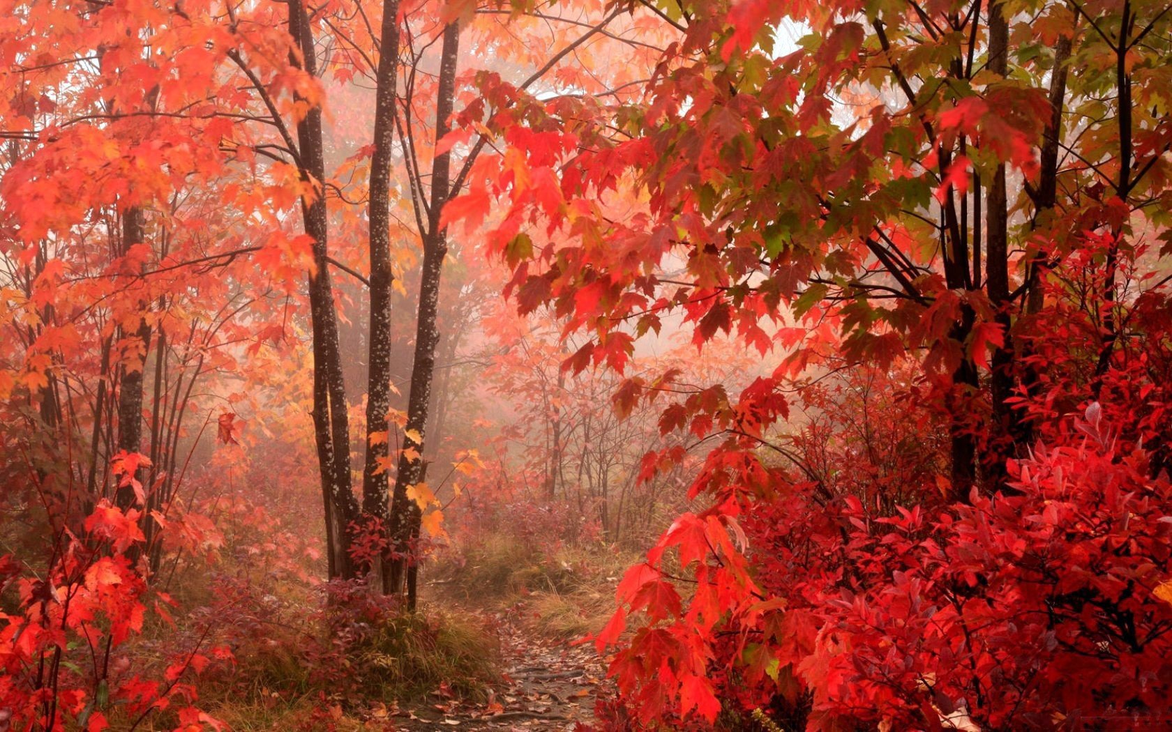 autumn red leaves forest