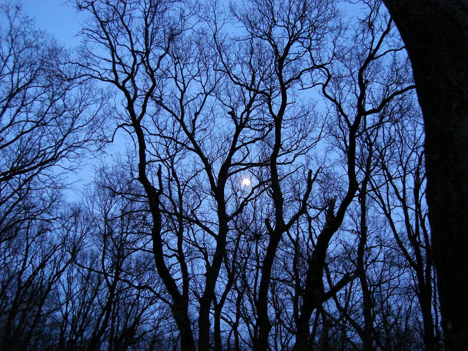 lune arbres