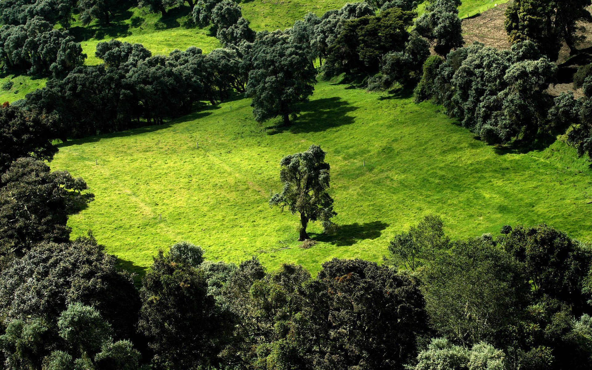 feld bäume grün