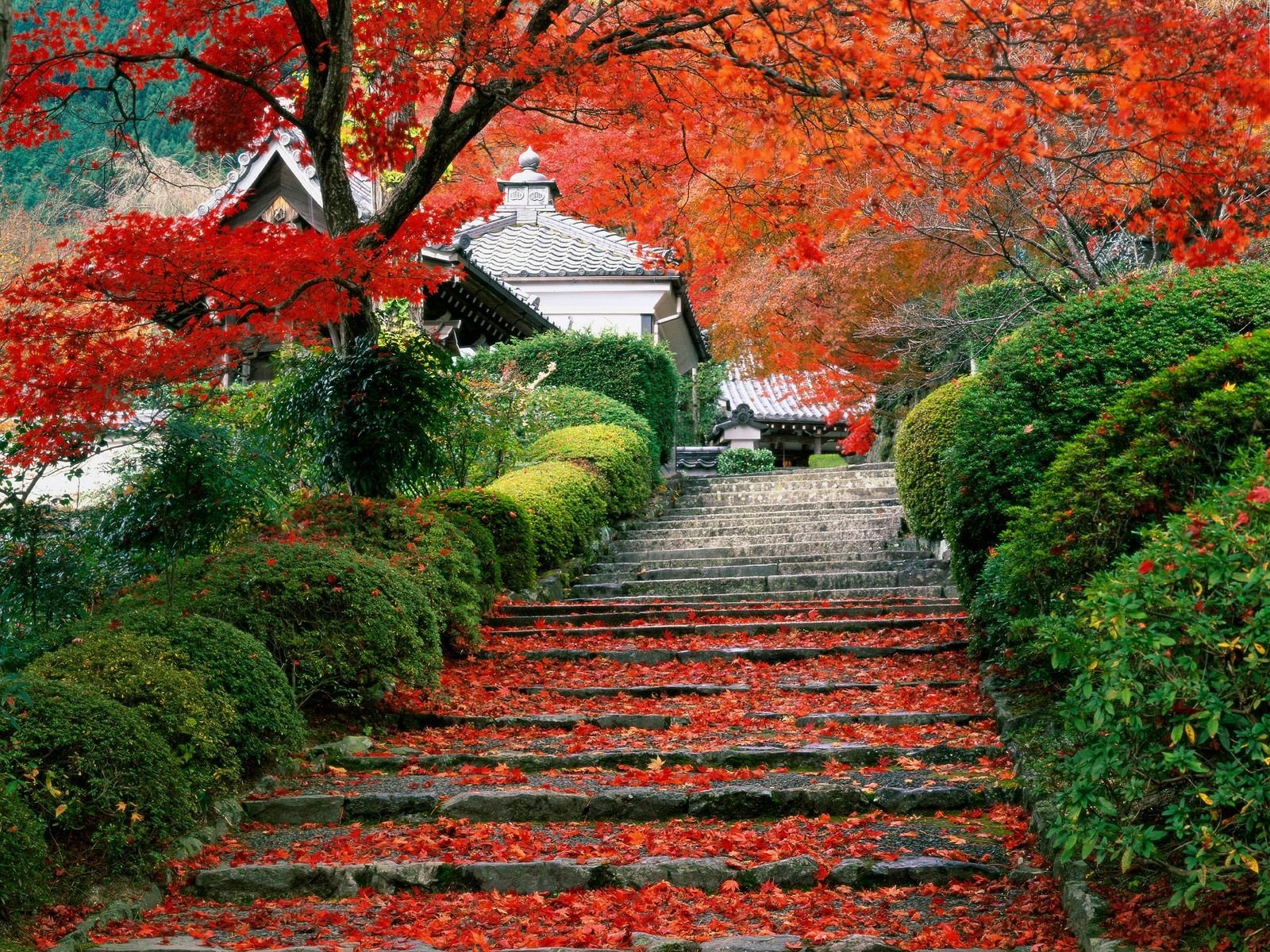 garten herbst japan