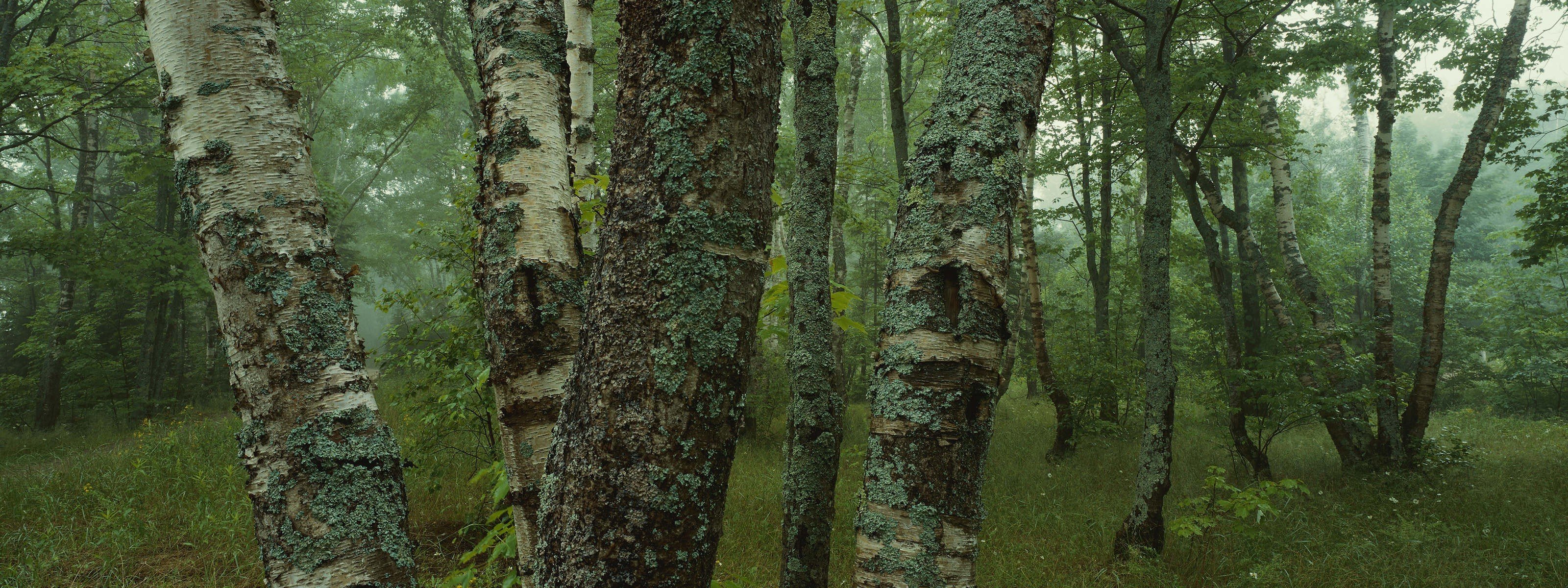 forest birch moss tree